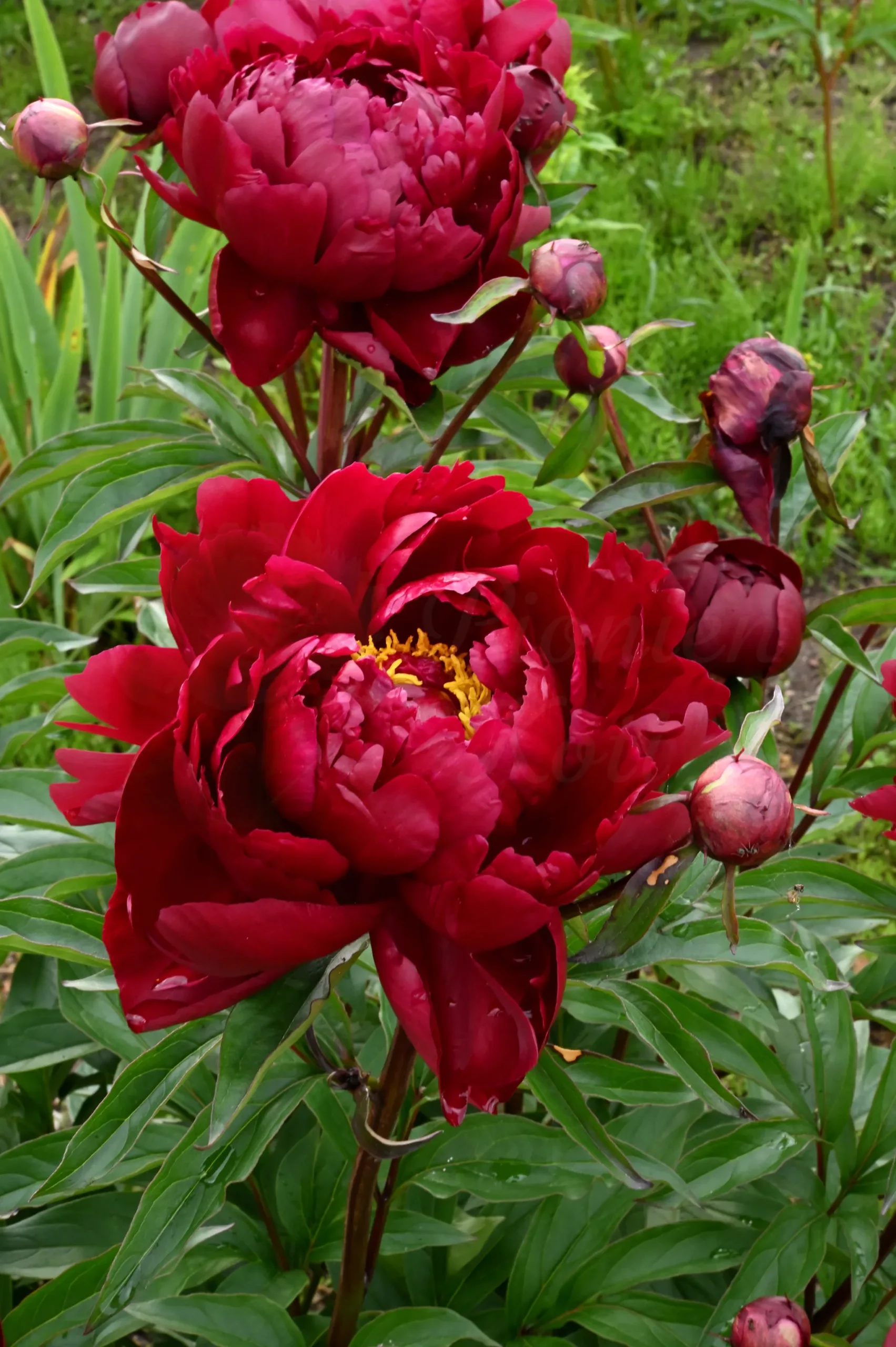 Peter Brand - Image 3