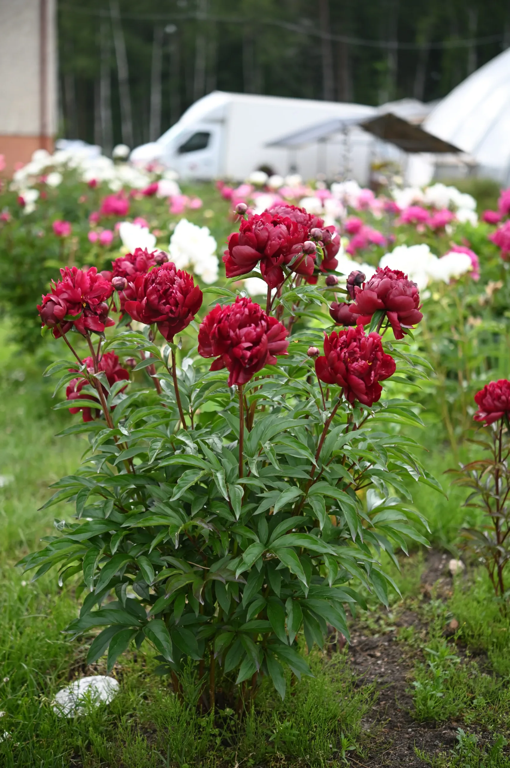 Peter Brand - Image 9