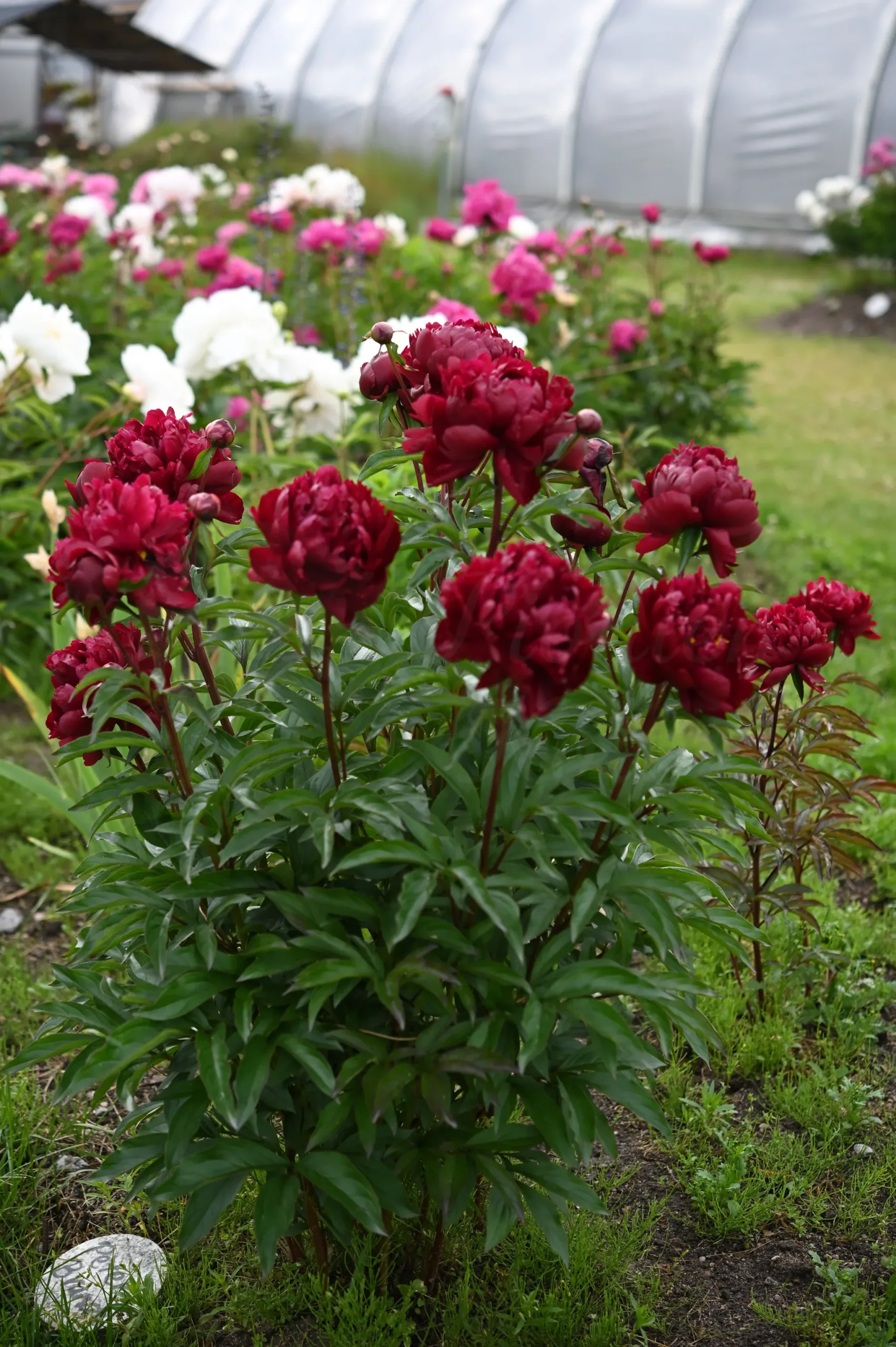 Peter Brand - Image 4