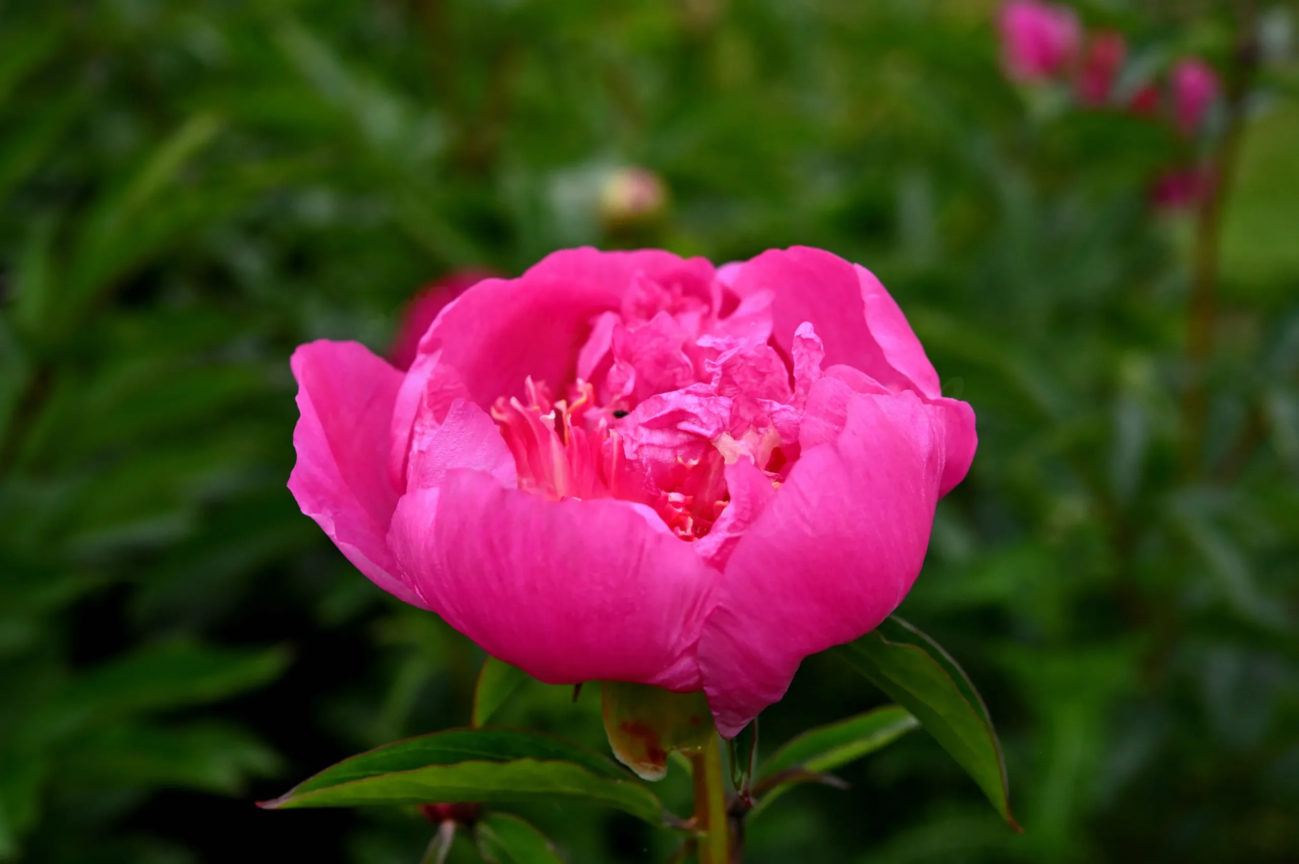 Sebastian Maas - Image 10