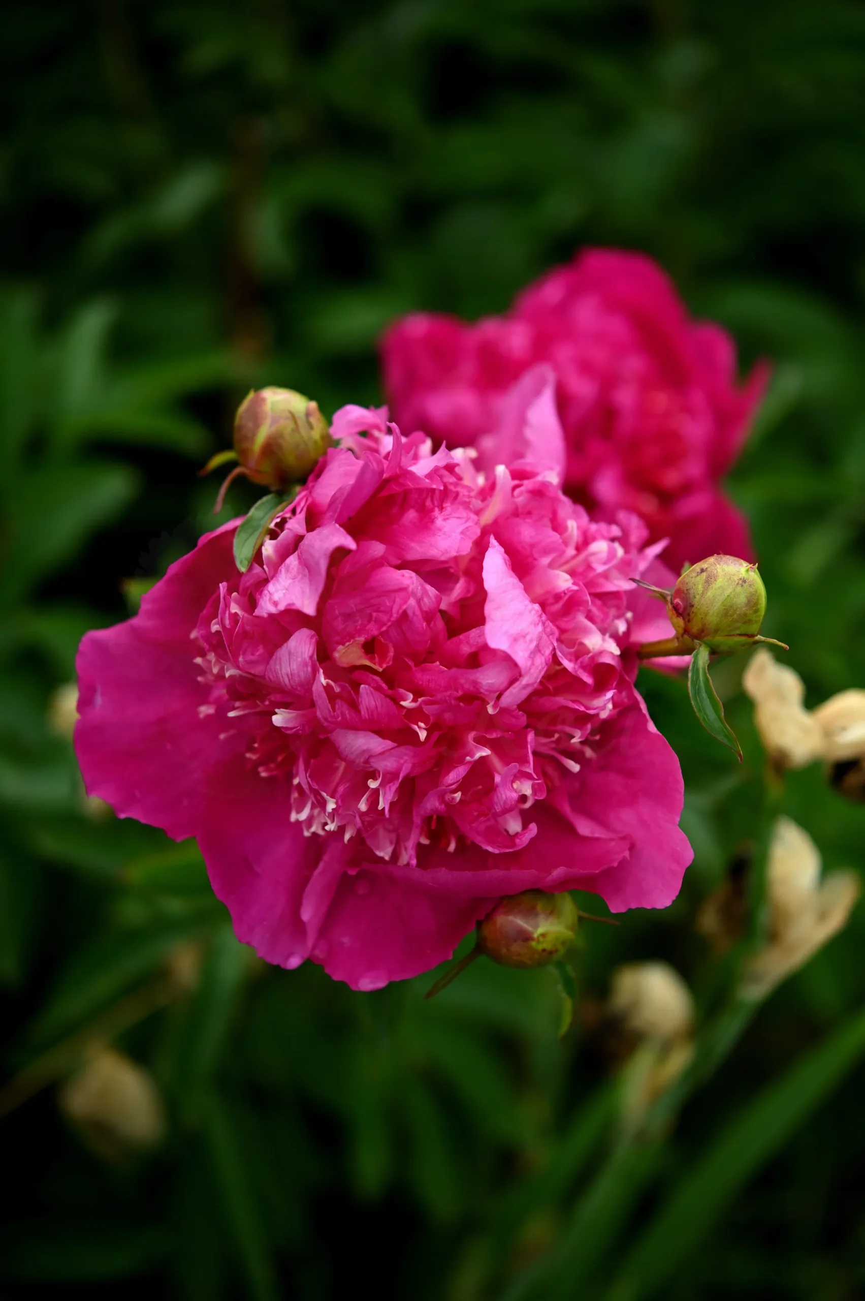 Sebastian Maas - Image 8