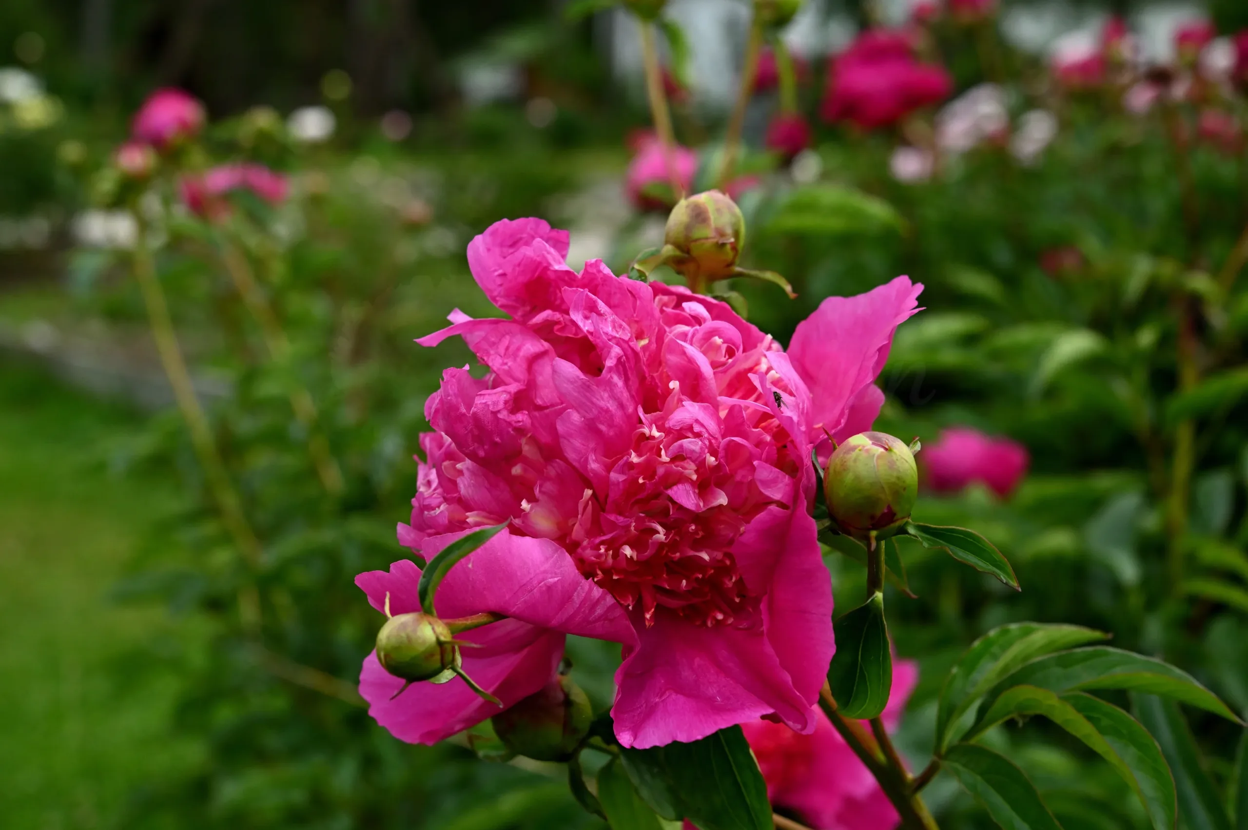 Sebastian Maas - Image 9