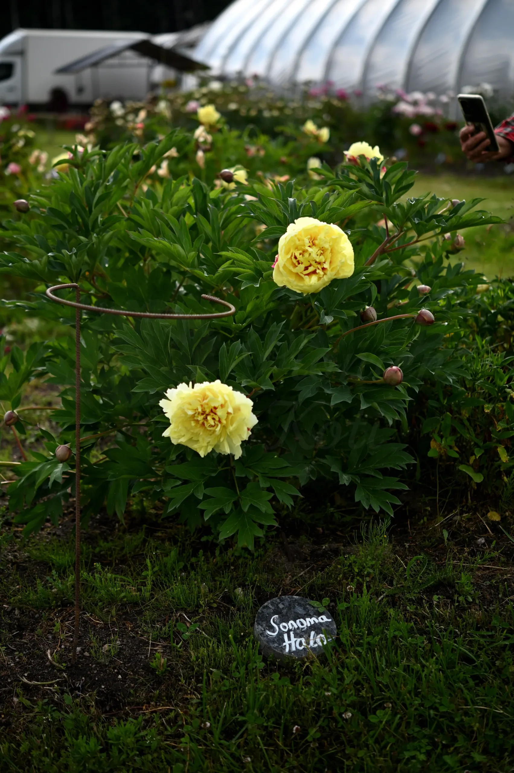 Sonoma Halo - Image 4