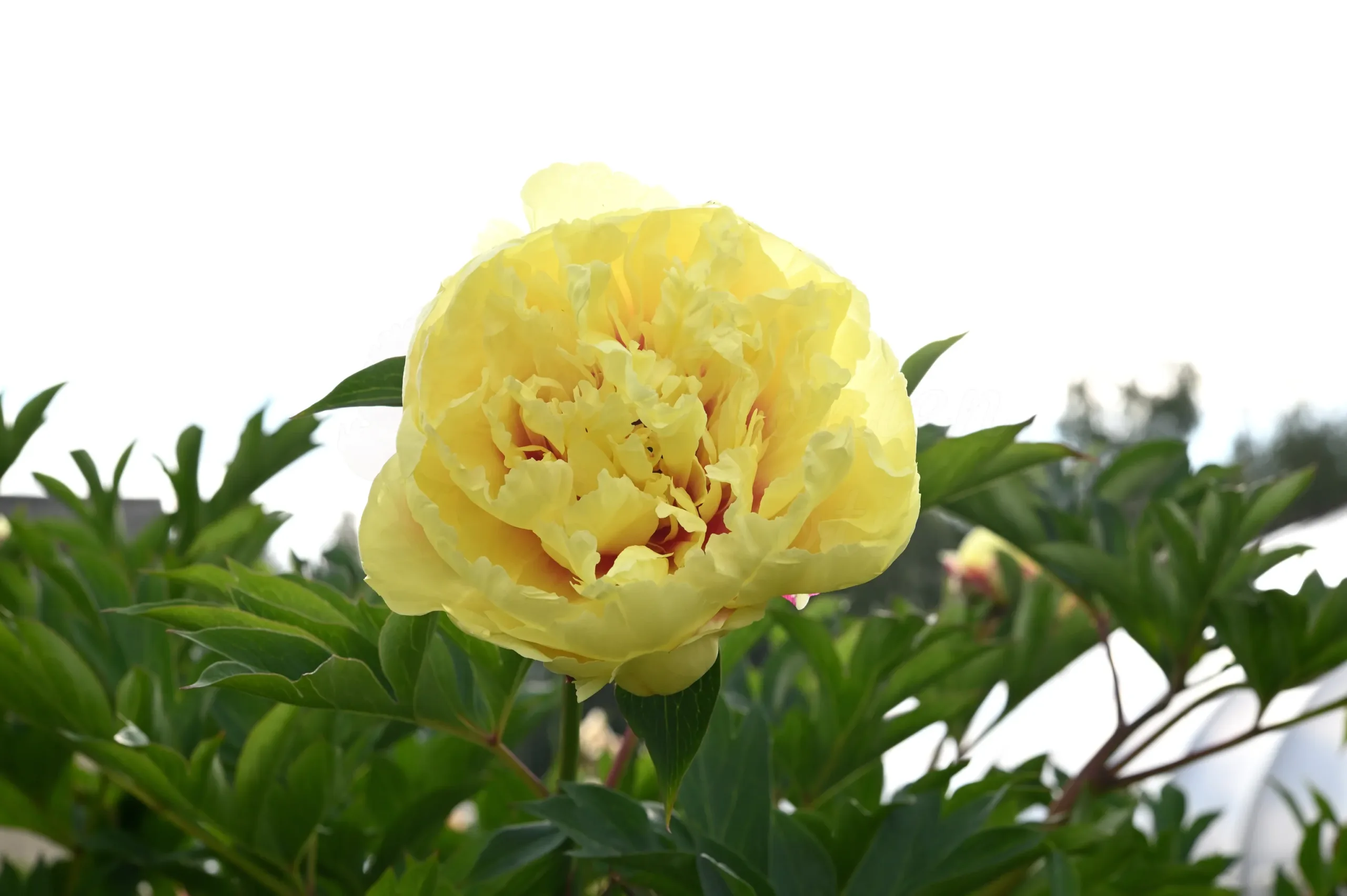 Sonoma Halo - Image 2