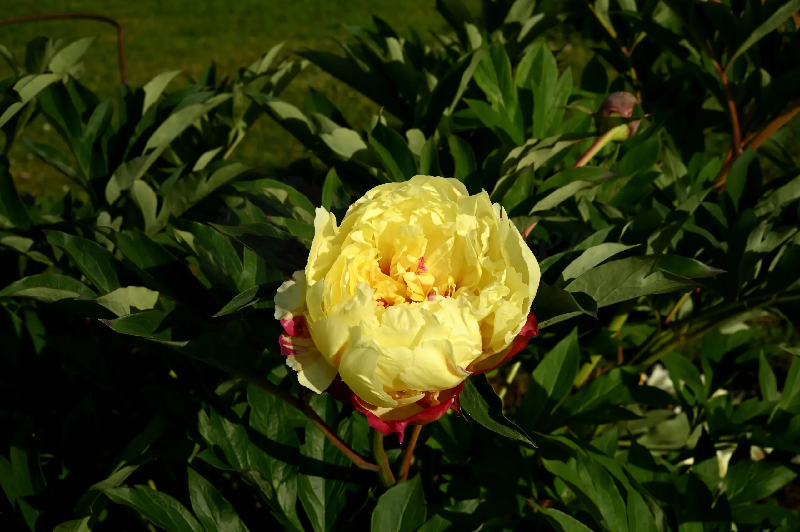 Sonoma Halo - Image 7