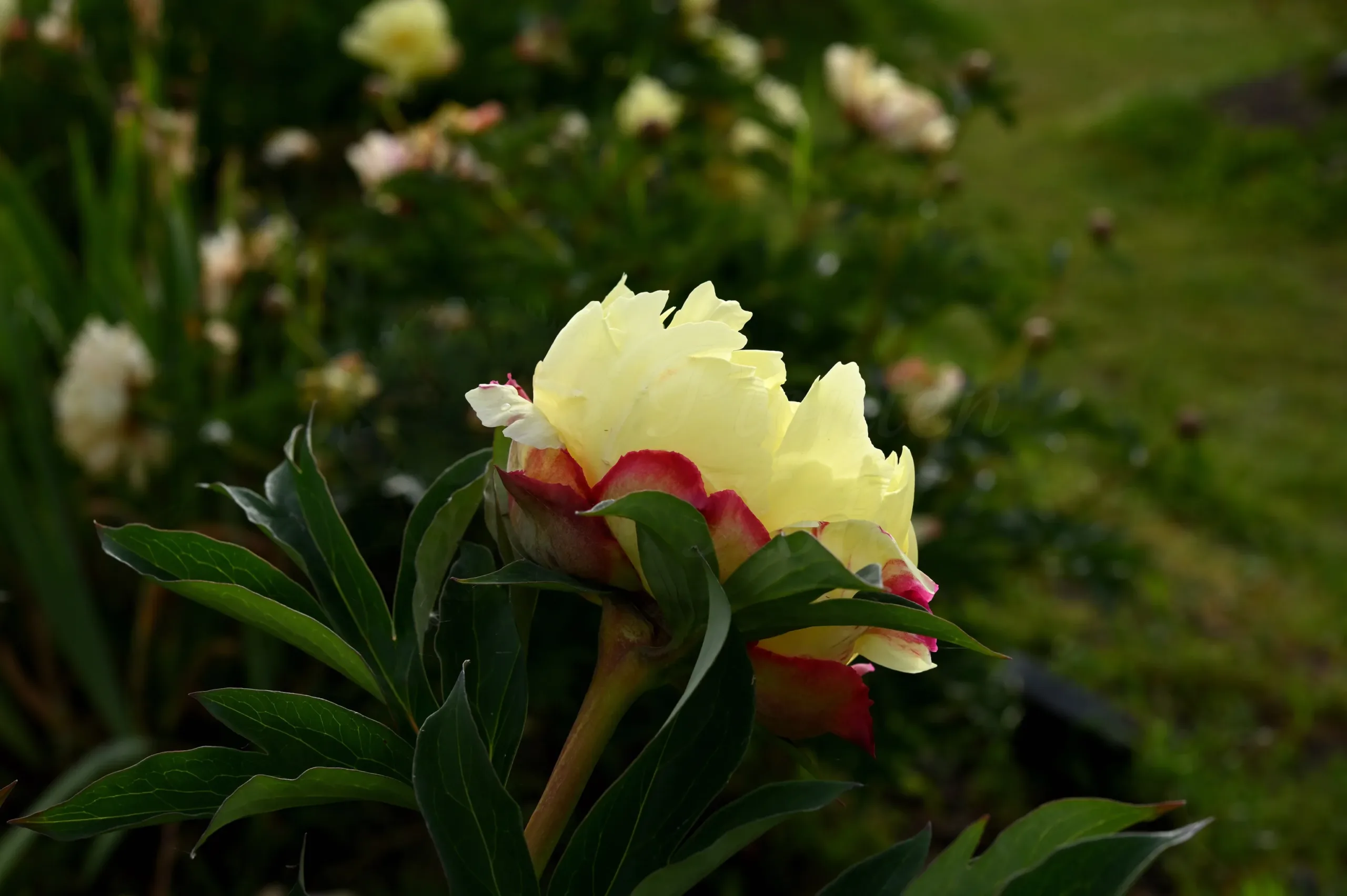 Sonoma Halo - Image 6