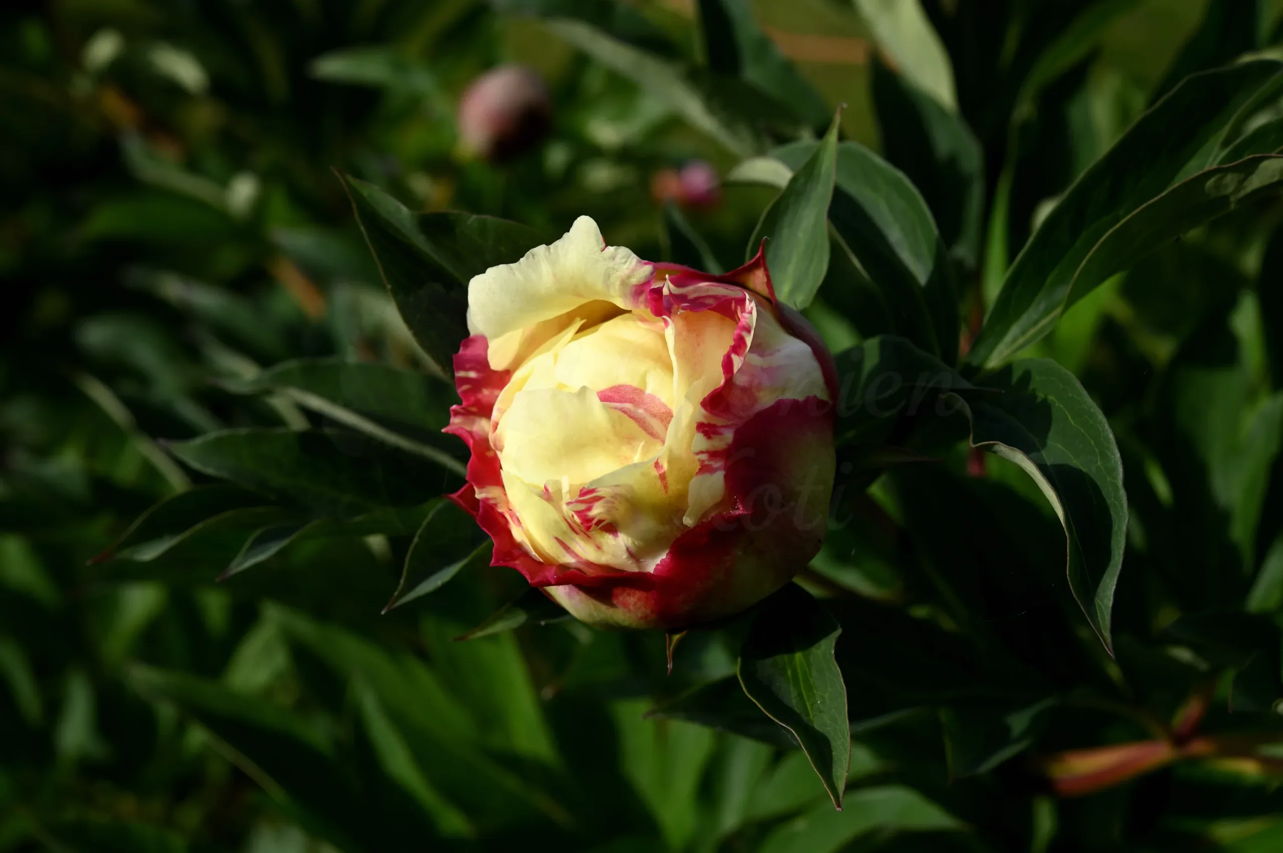 Sonoma Halo - Image 5