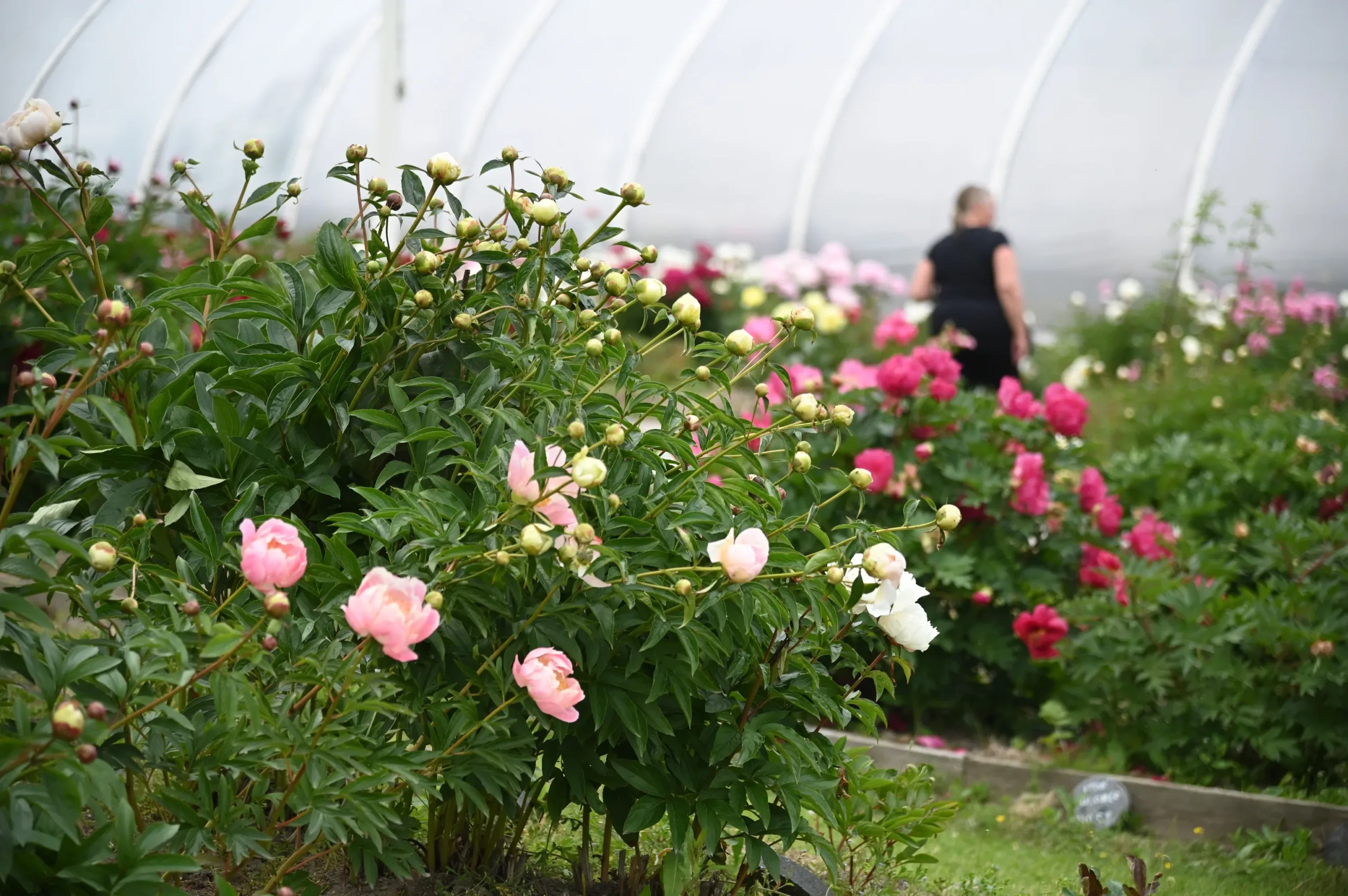 Lahjakortti Pionien Kotiin - Image 4