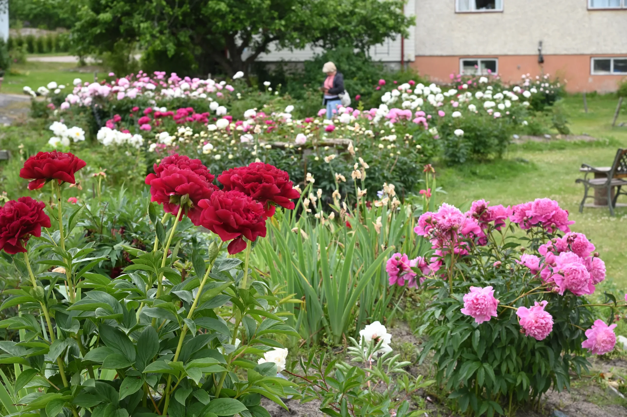 Lahjakortti Pionien Kotiin - Image 2