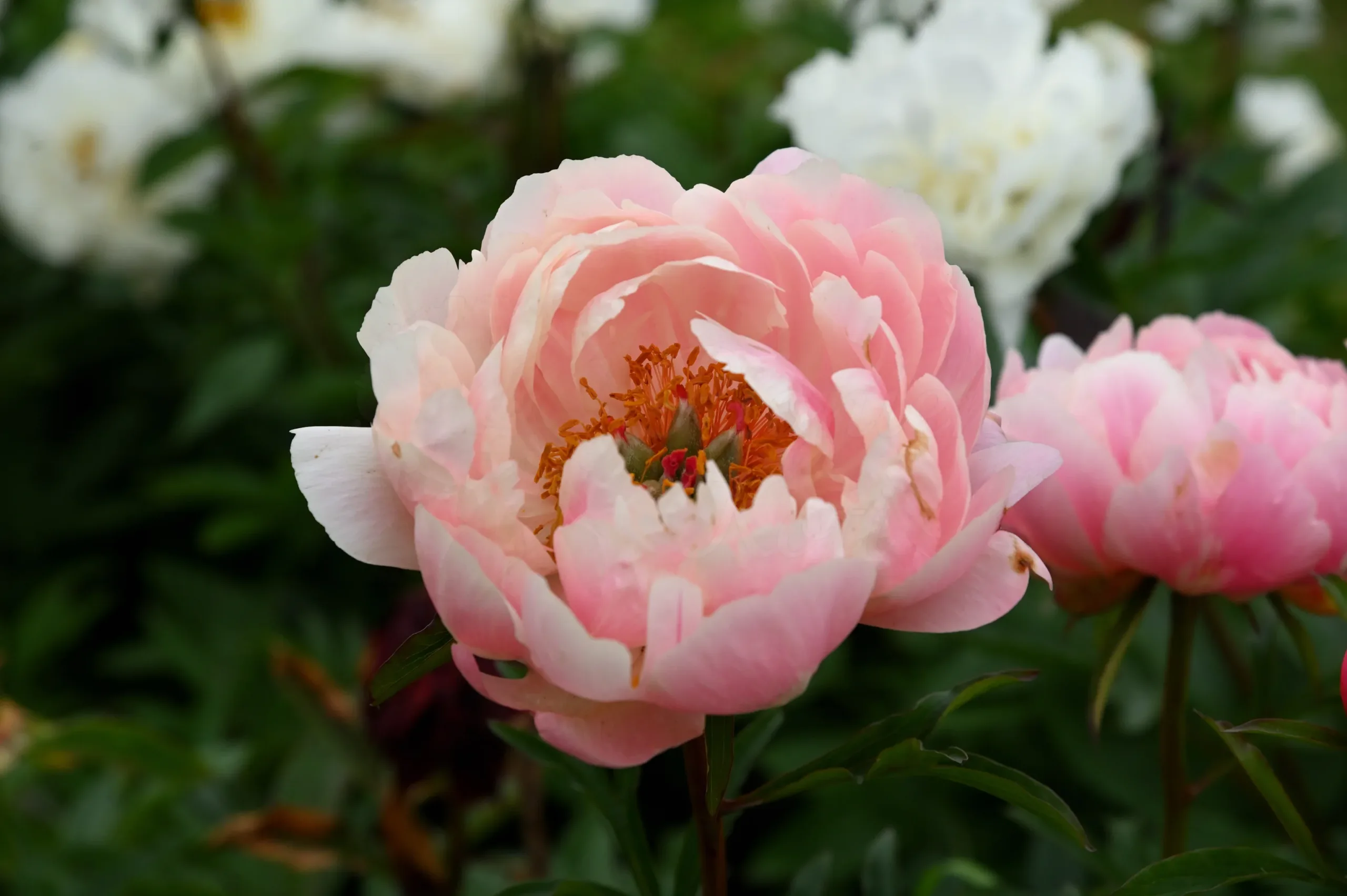 Coral Charm - Image 9