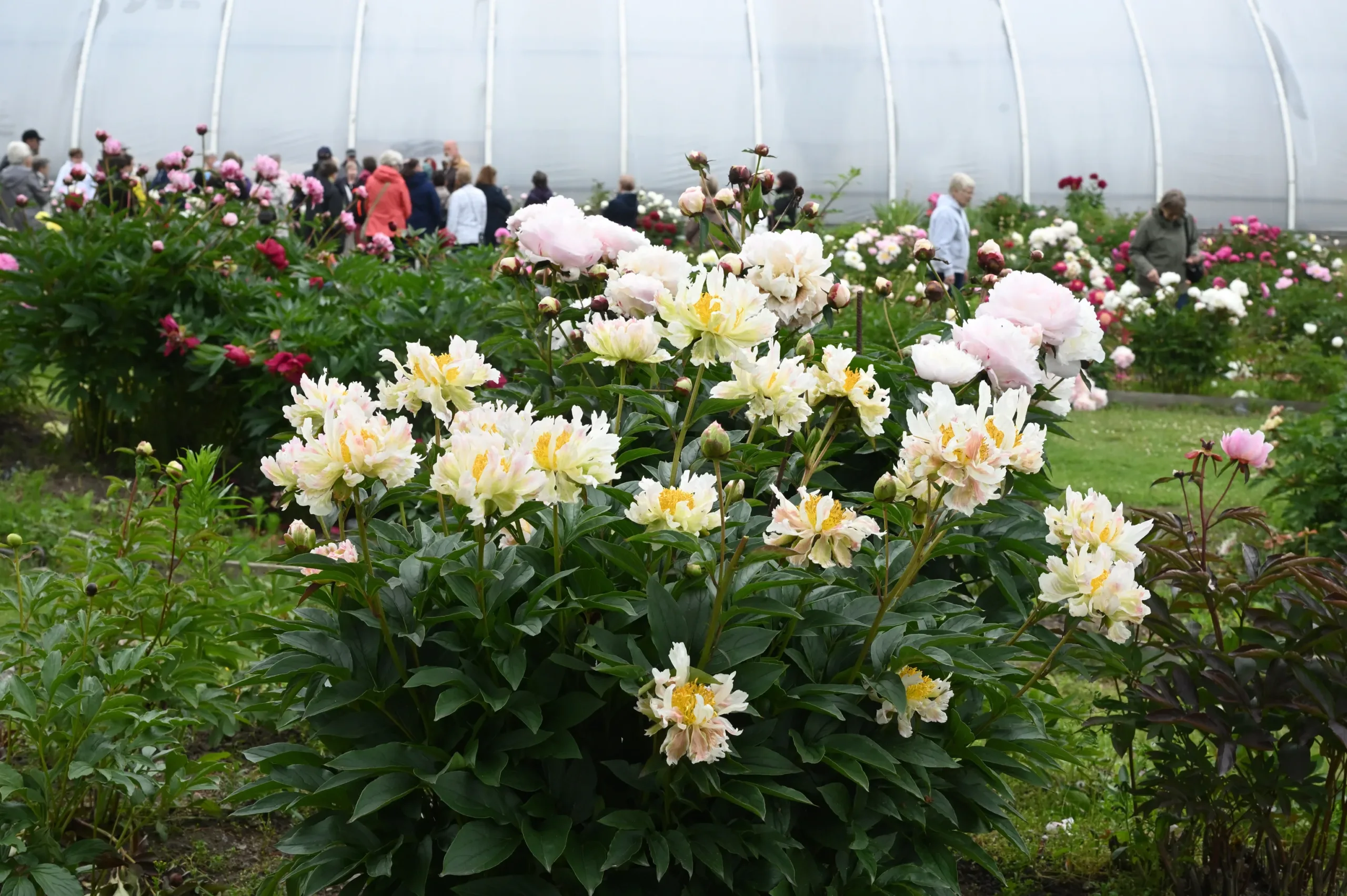 Green Lotus - Image 9