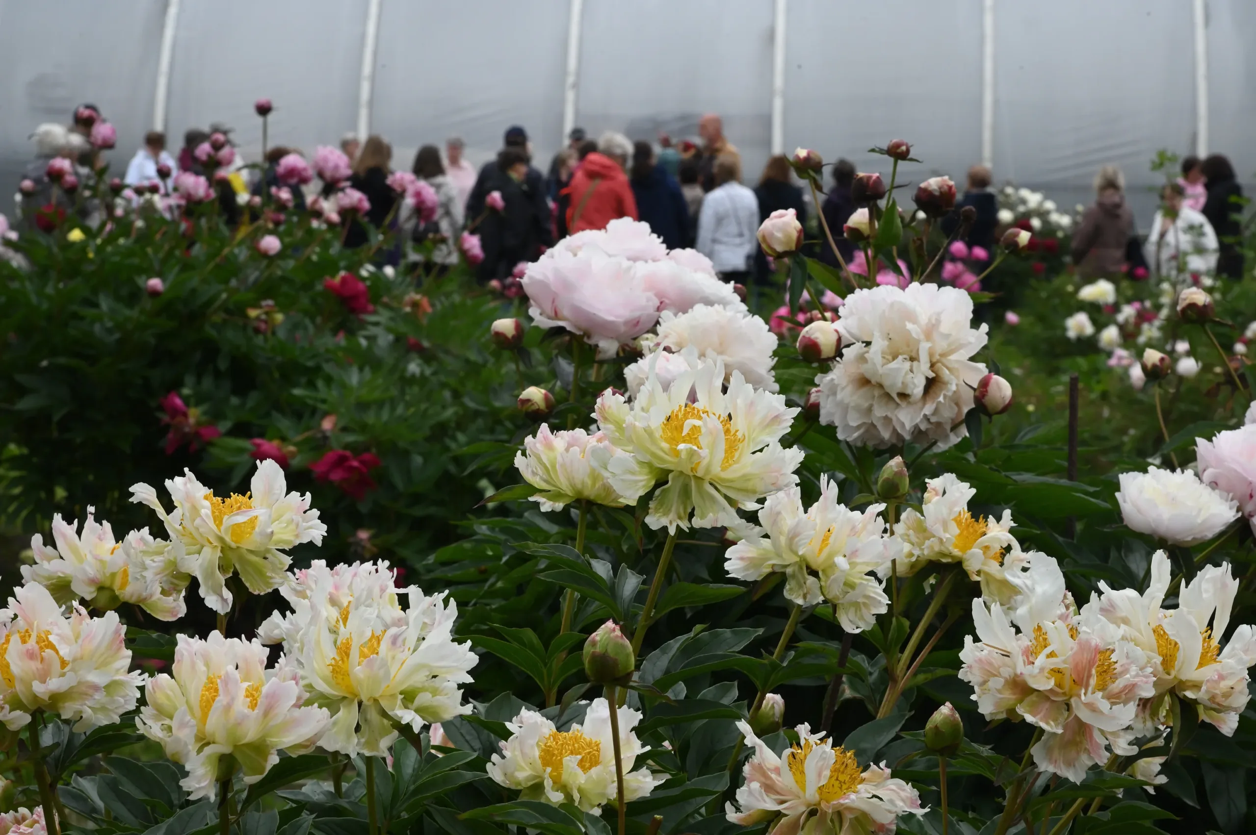 Green Lotus - Image 13