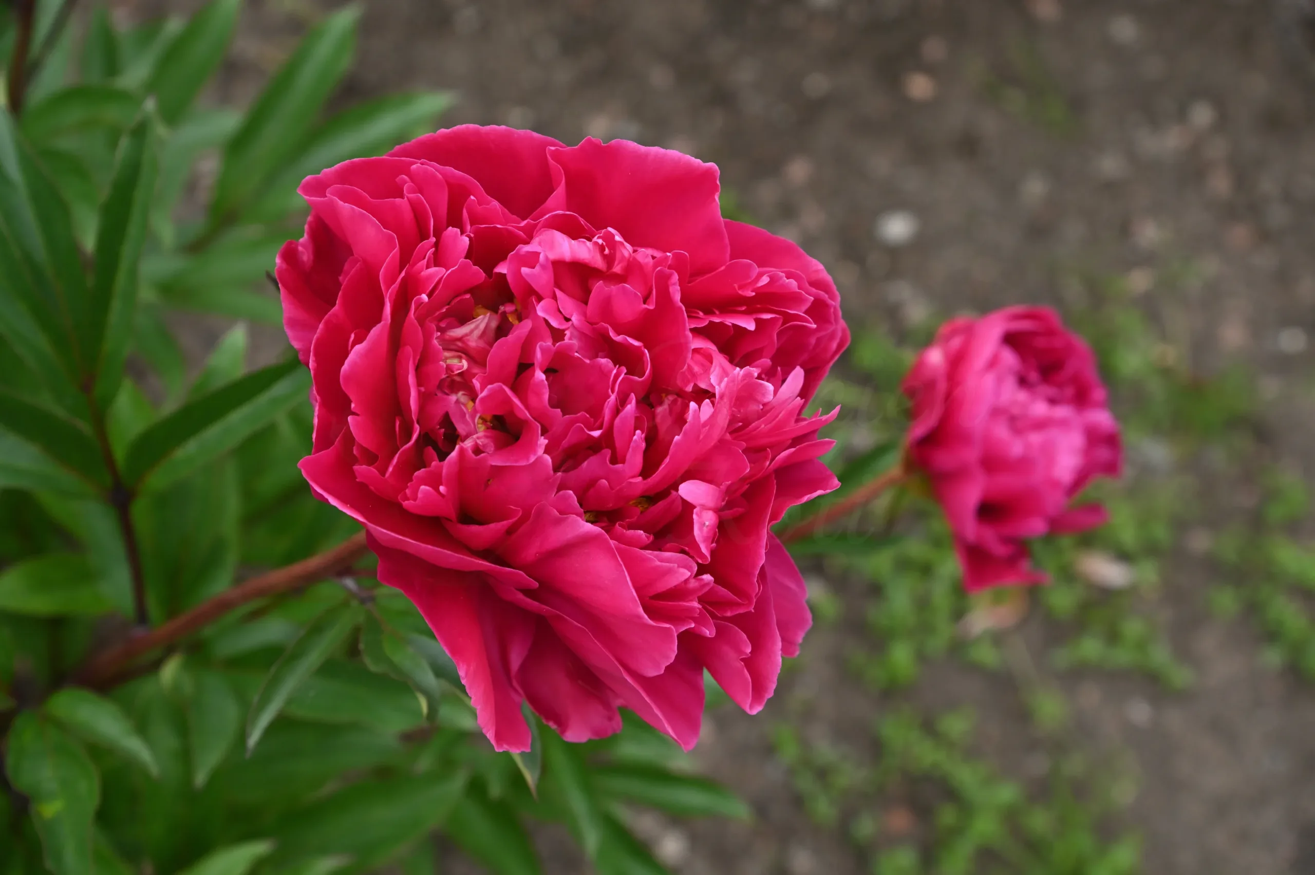 Karl Rosenfield - Image 13