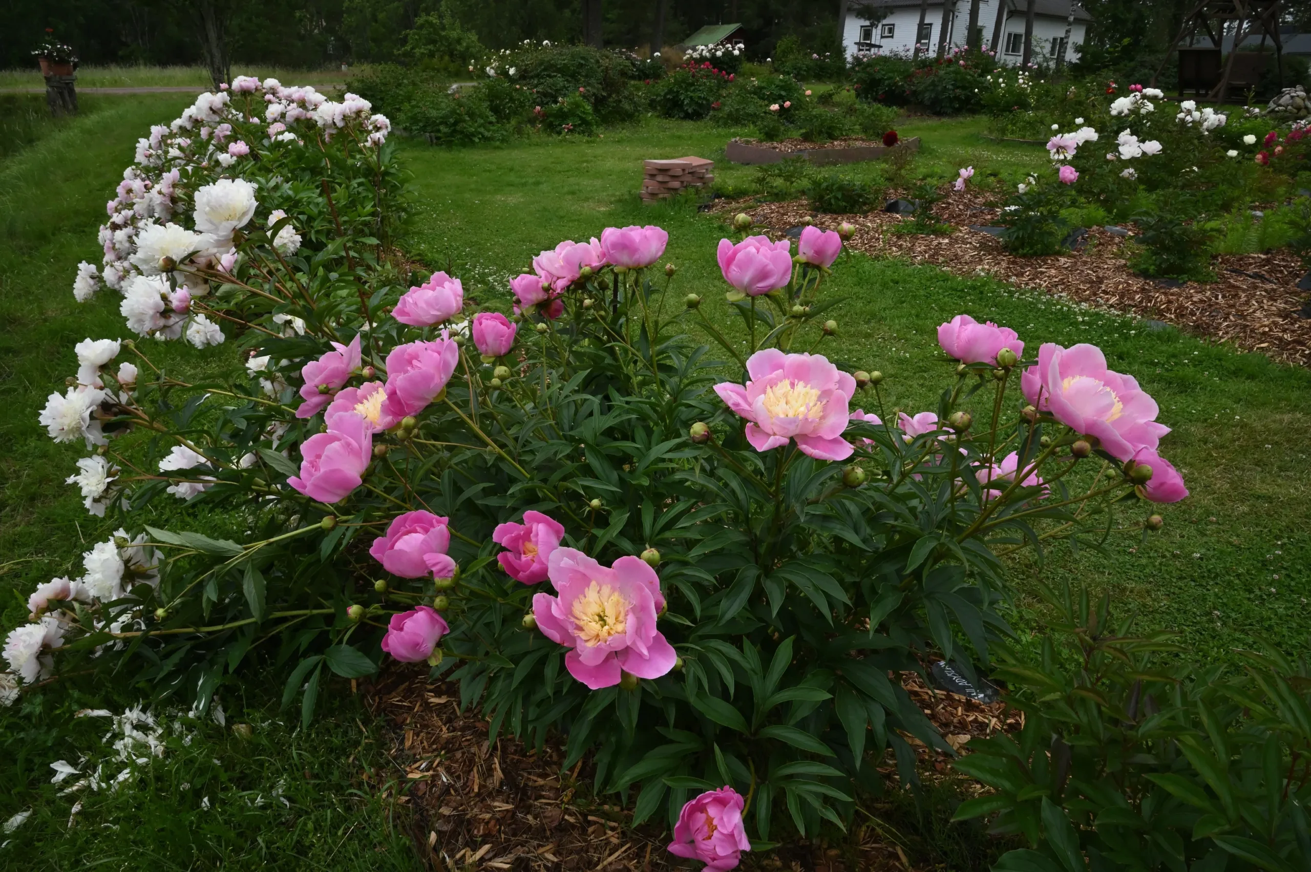 Wladyslawa - Image 5