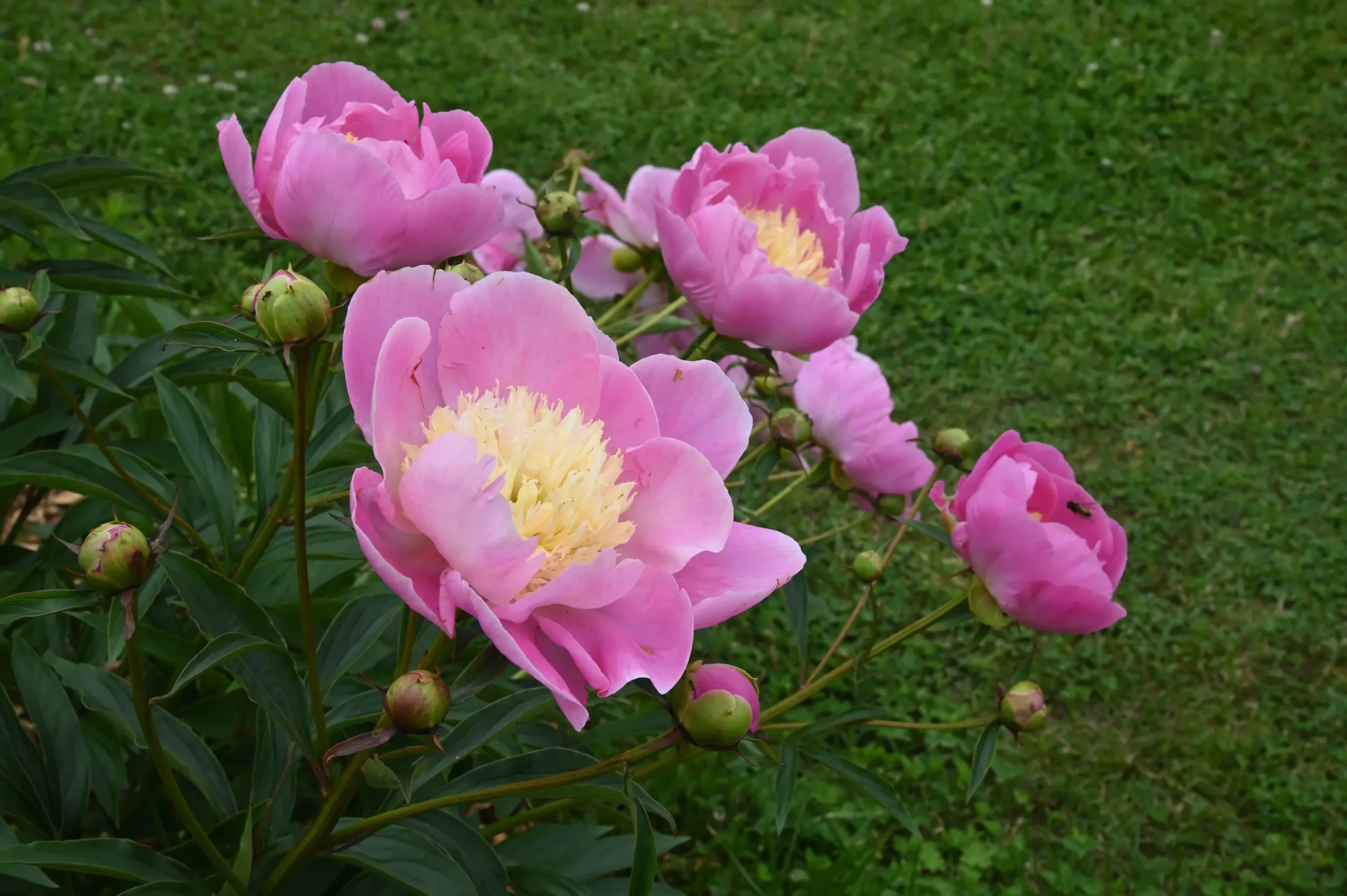 Wladyslawa - Image 4