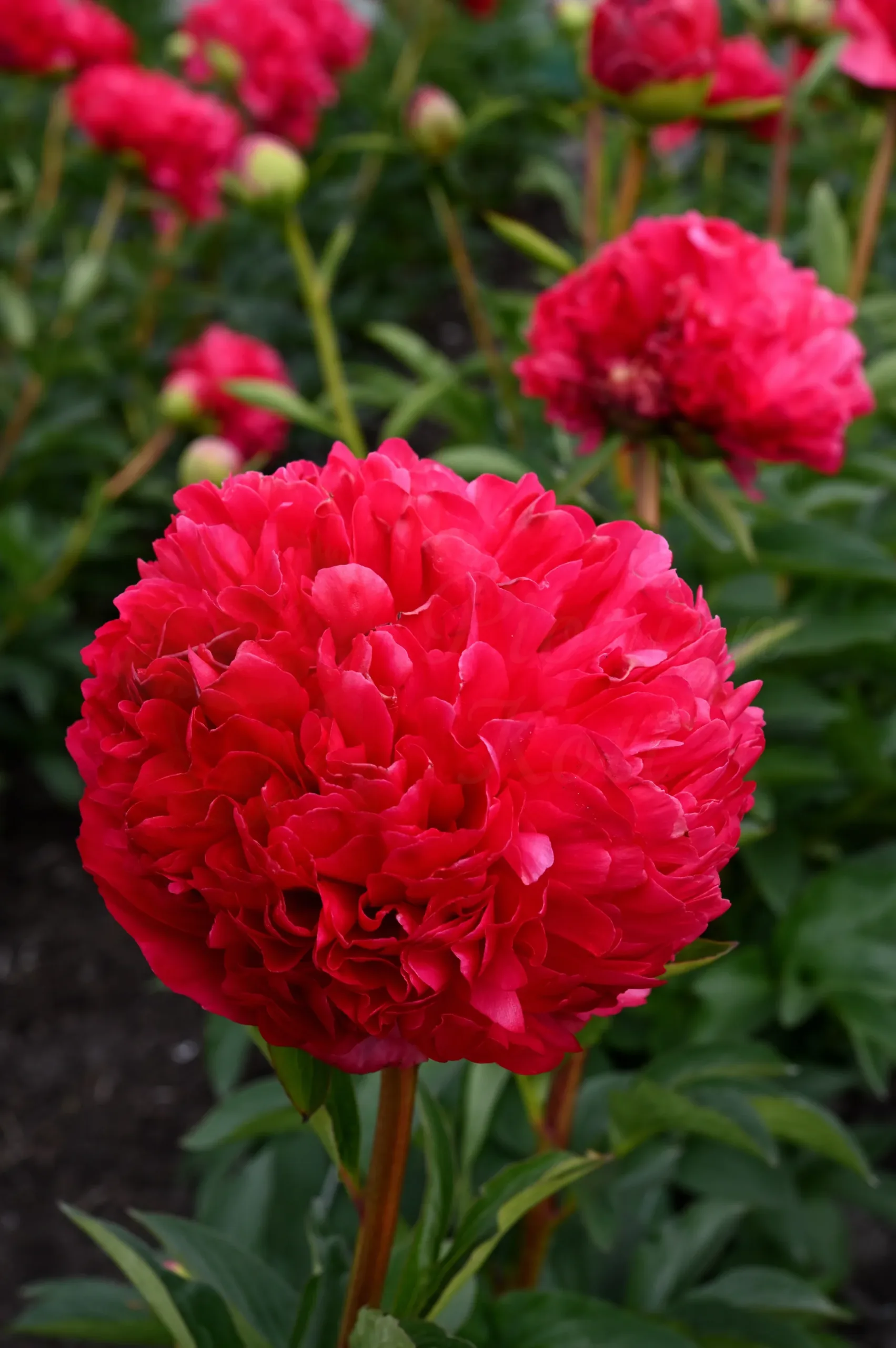 Command Performance - Image 8