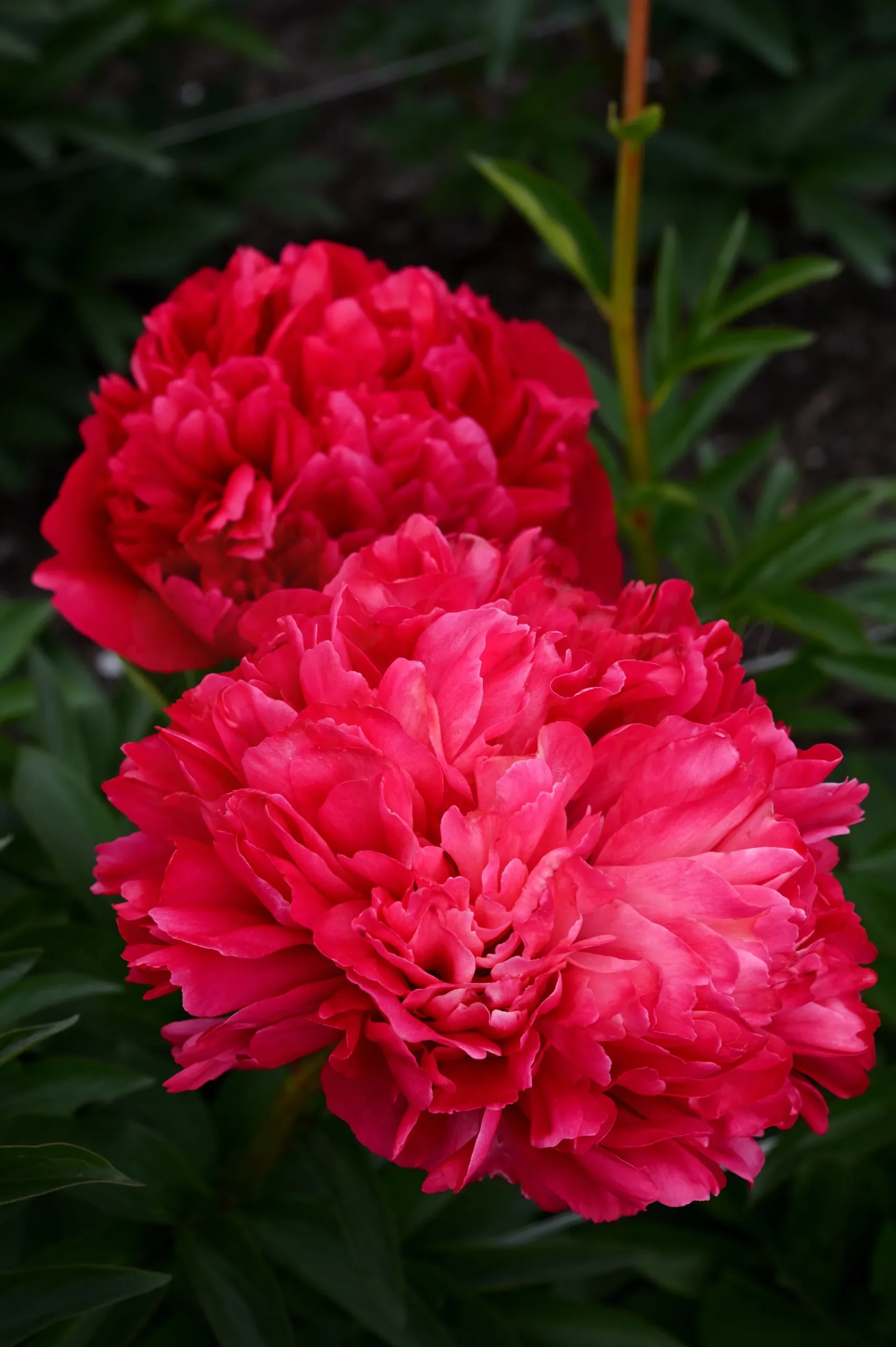 Command Performance - Image 7