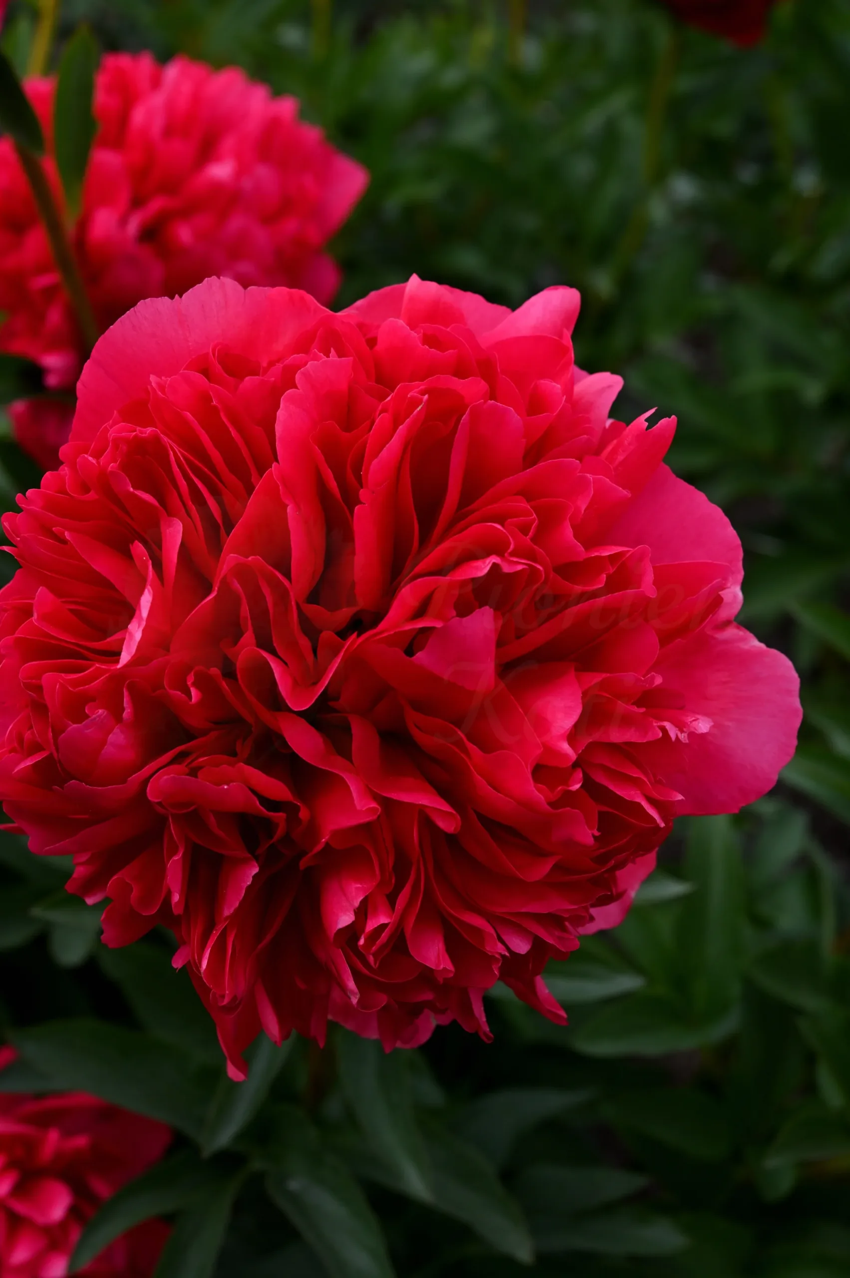 Command Performance - Image 6