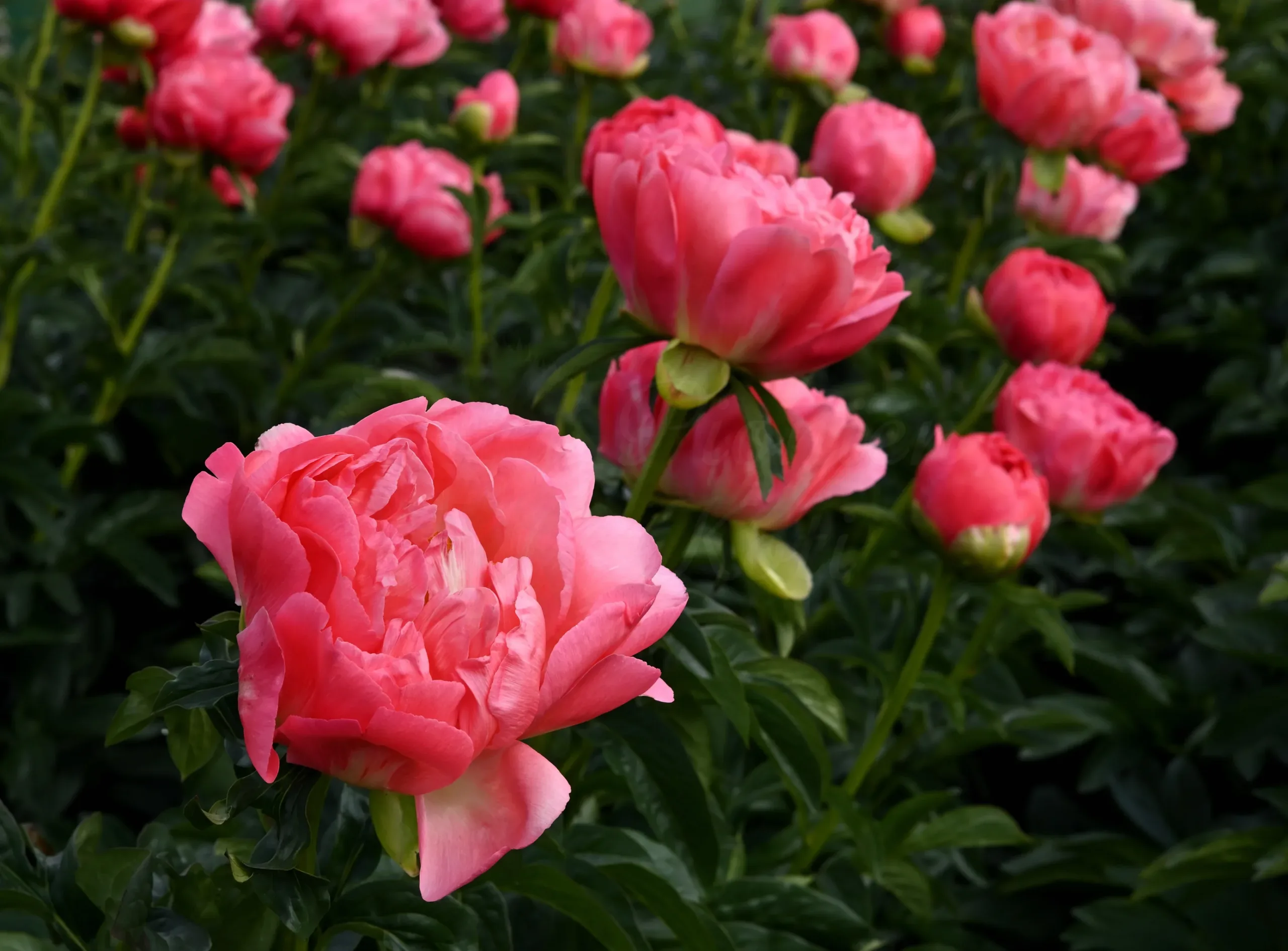 Coral Sunset - Image 9