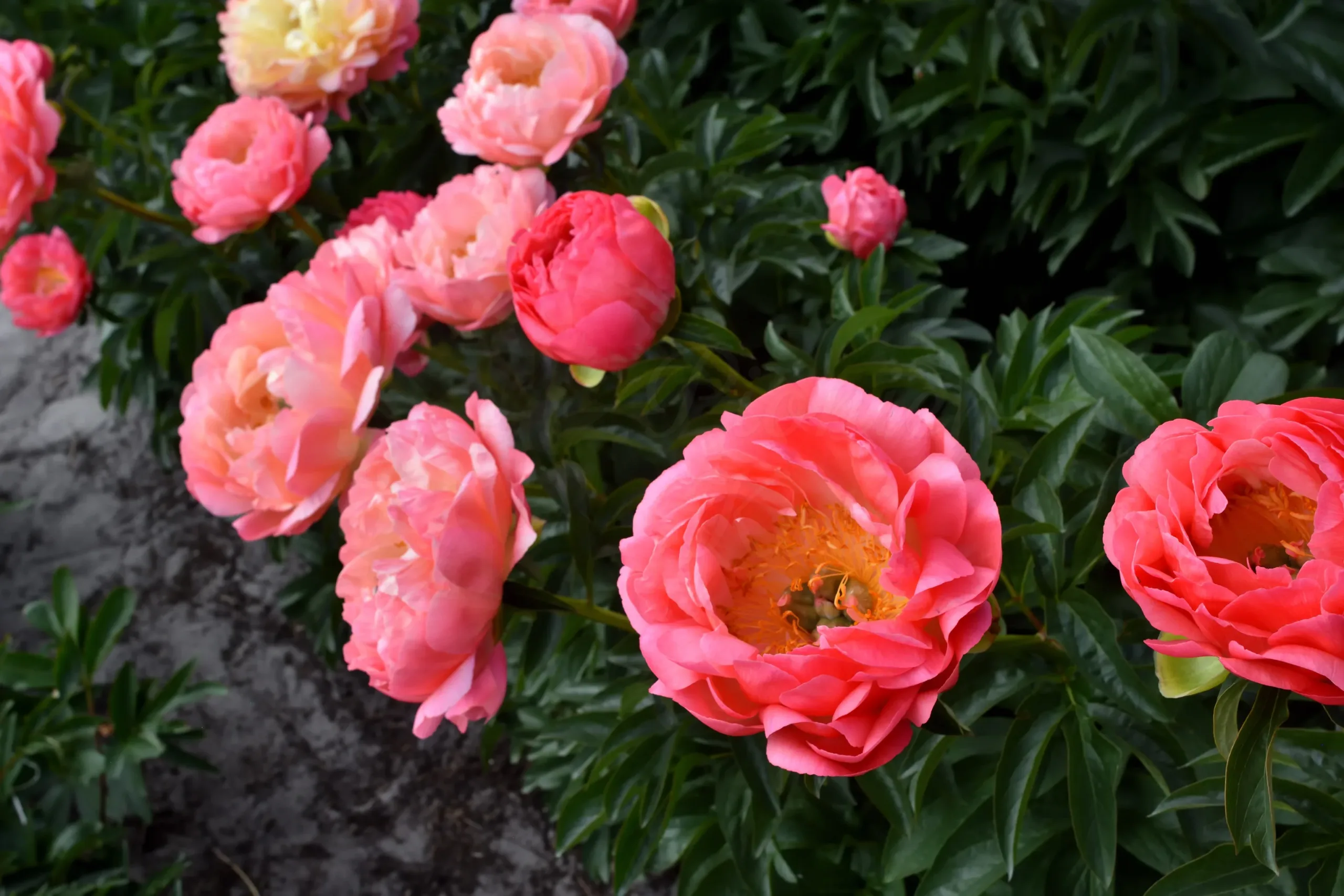 Coral Sunset - Image 8