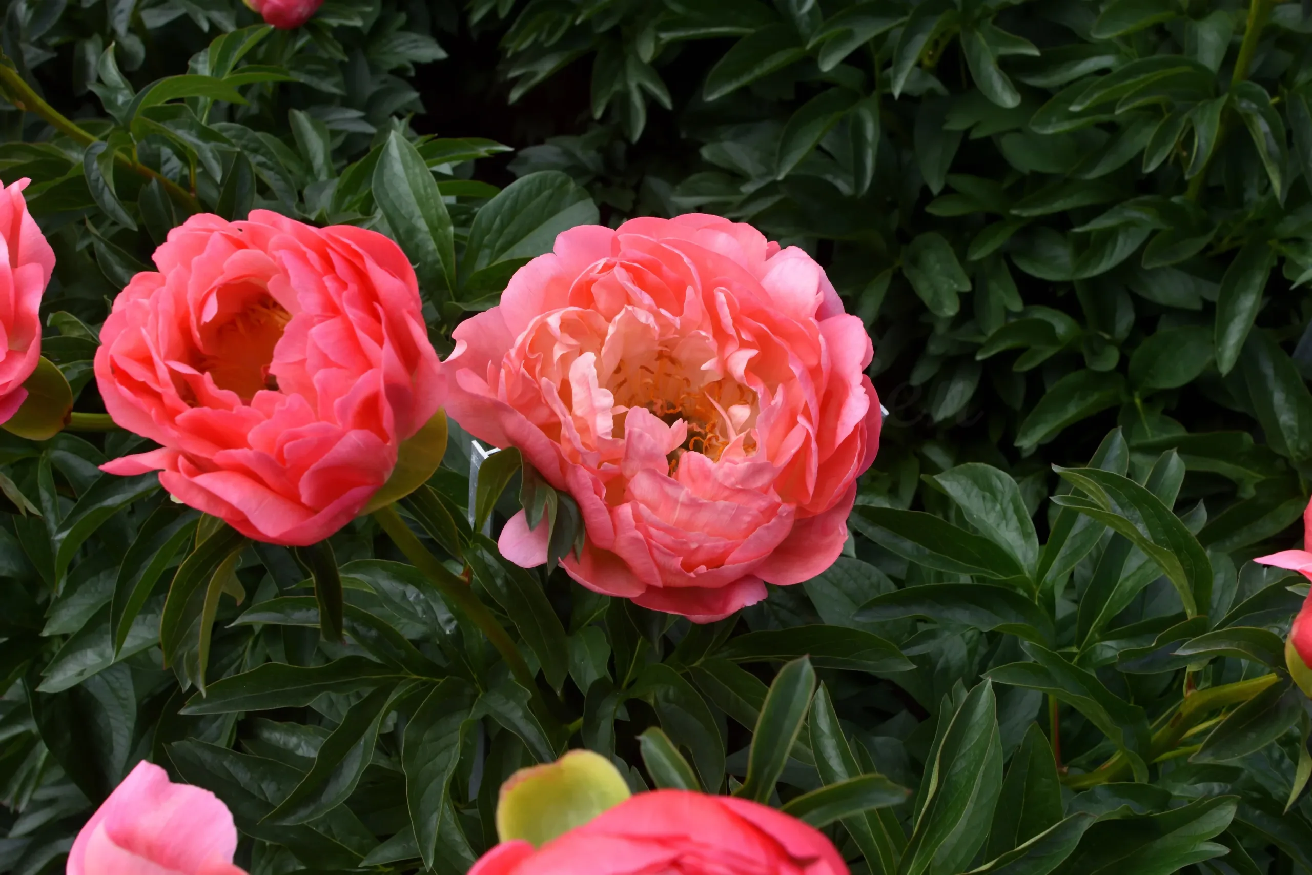 Coral Sunset - Image 6