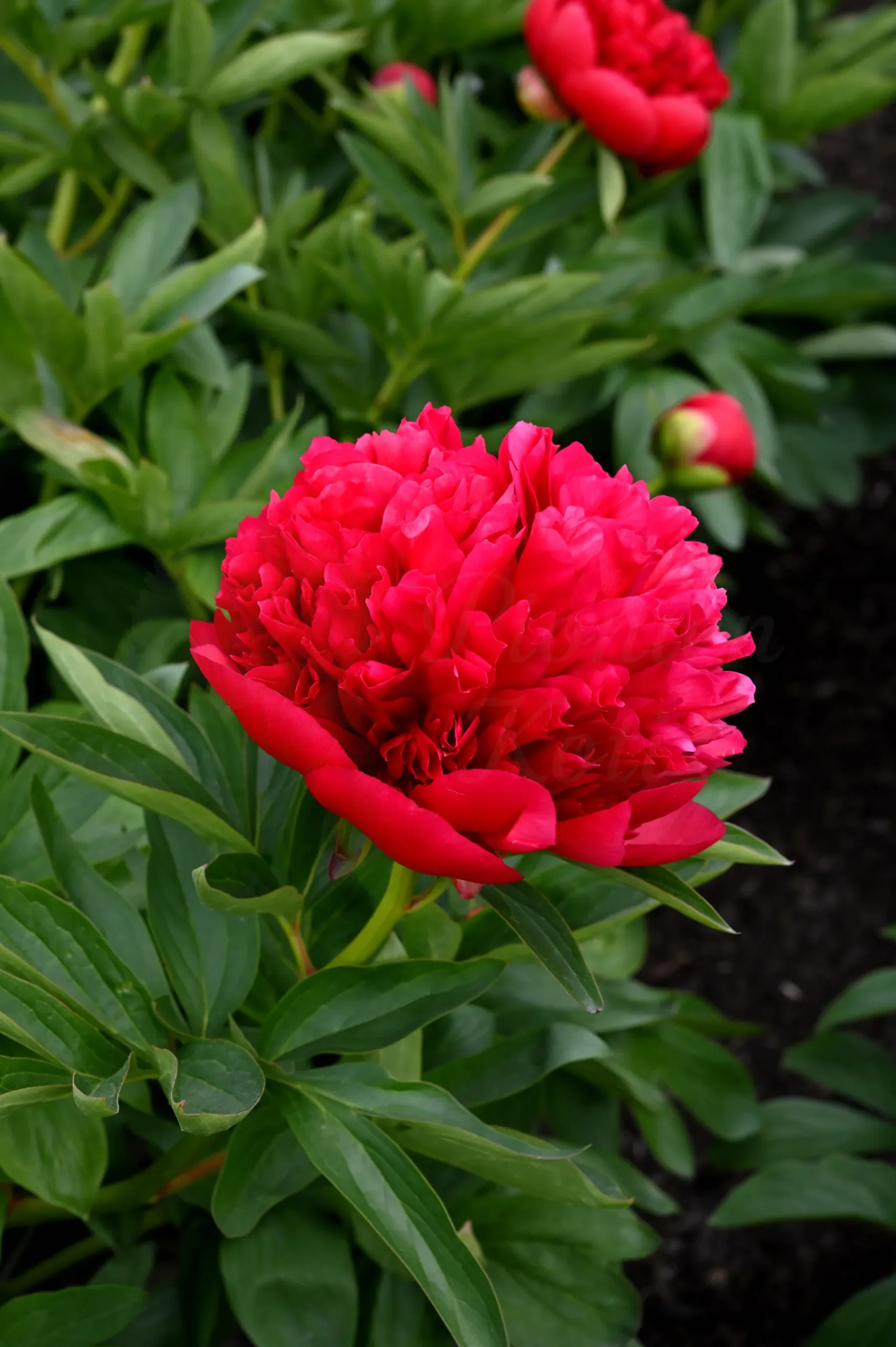 Diana Parks - Image 5