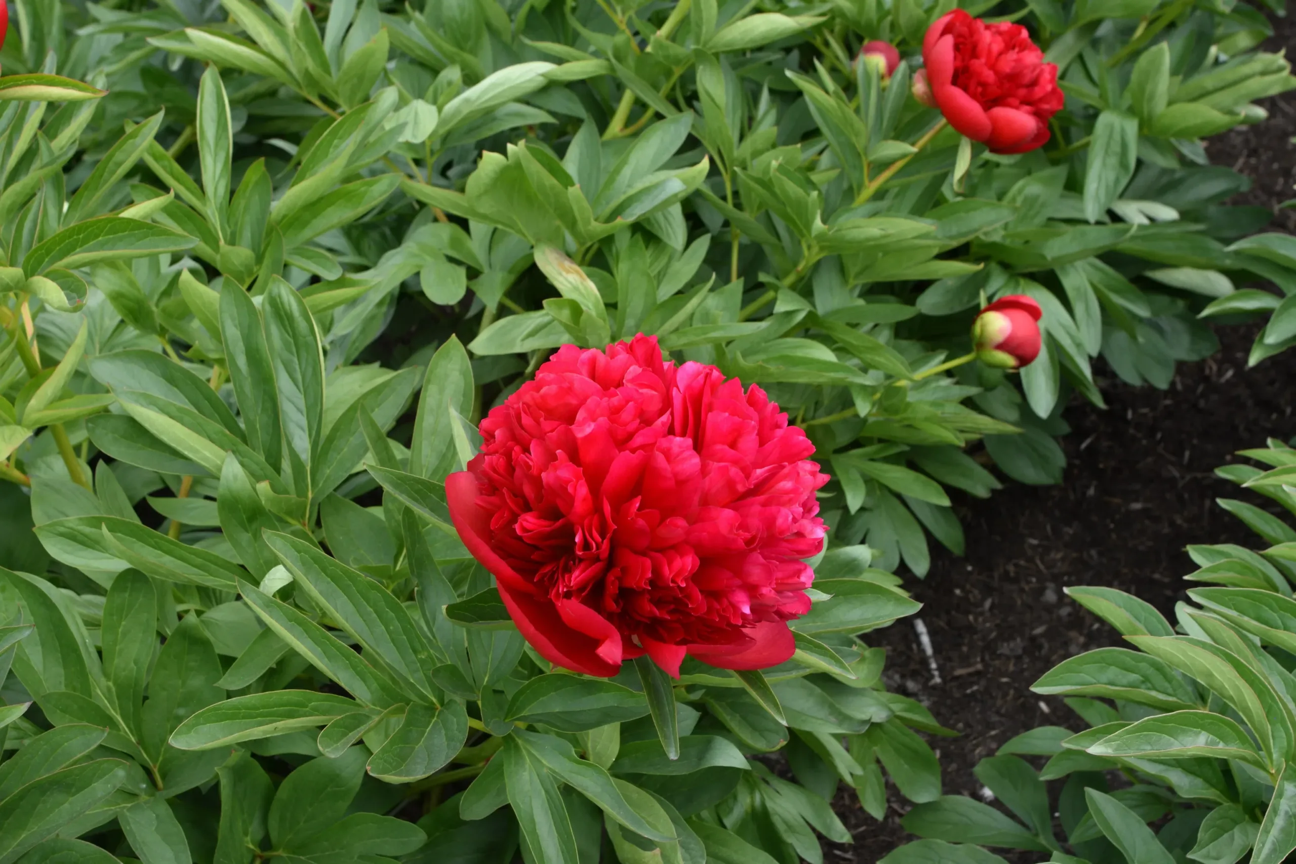 Diana Parks - Image 4