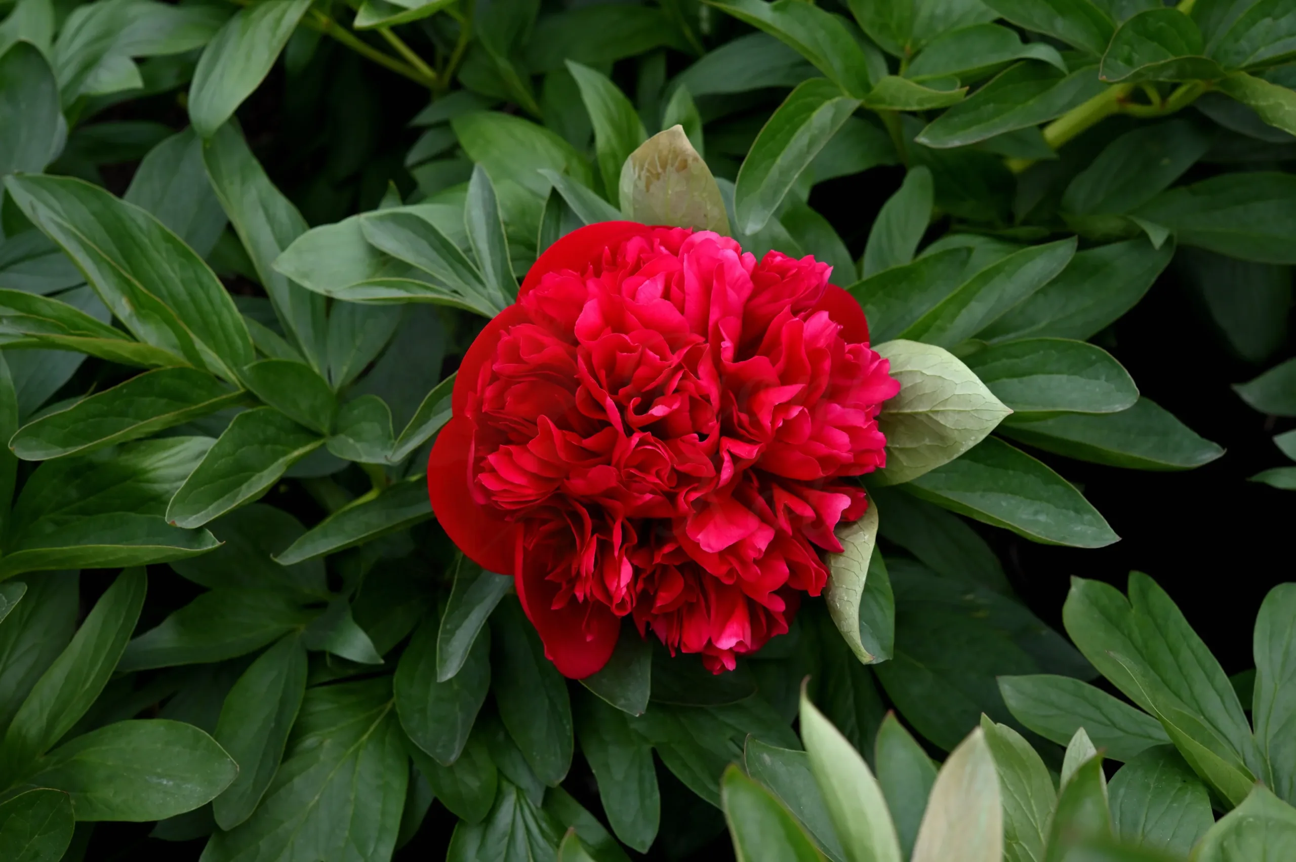 Diana Parks - Image 3