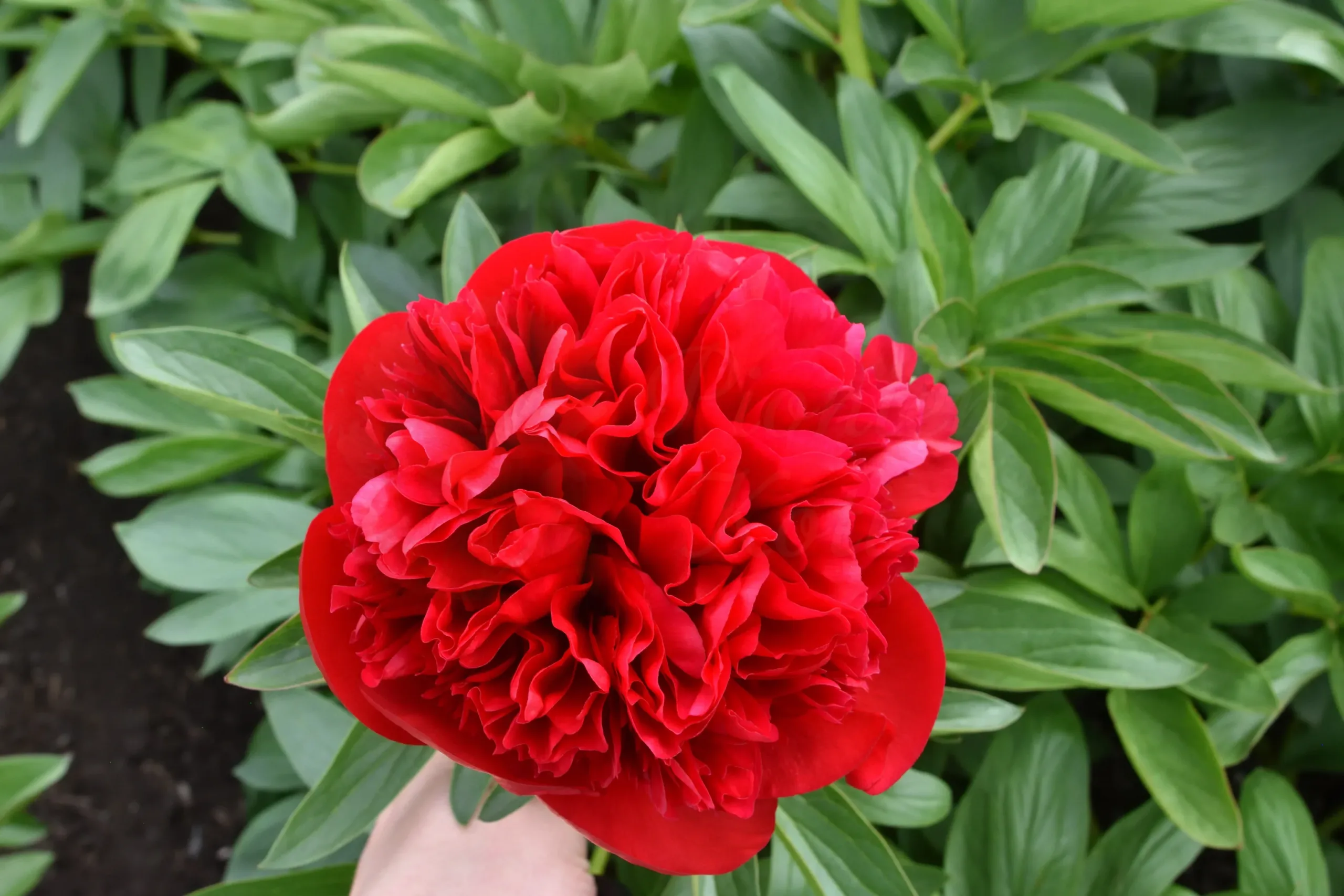 Diana Parks - Image 2