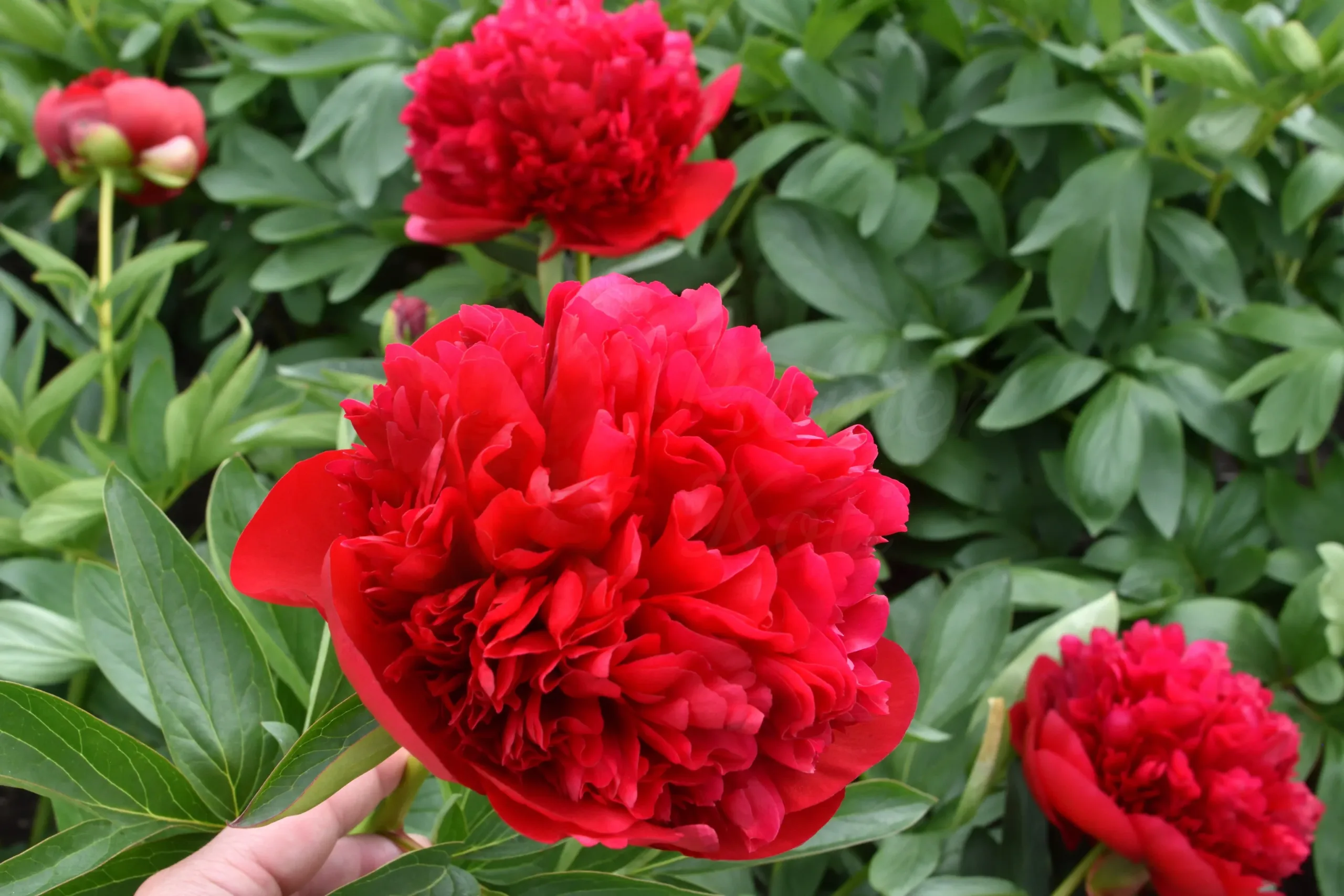 Diana Parks - Image 6