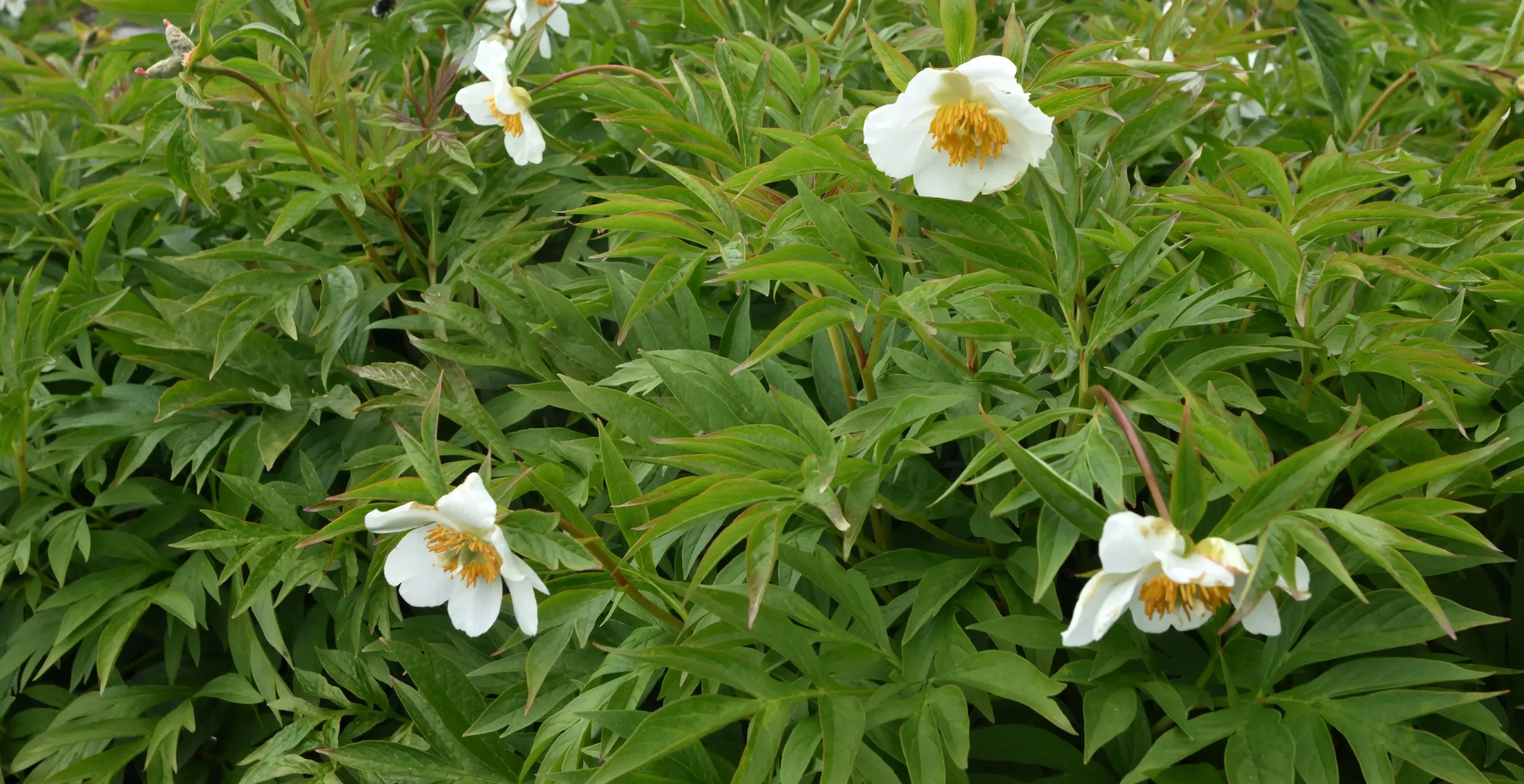 Early Windflower - Image 8