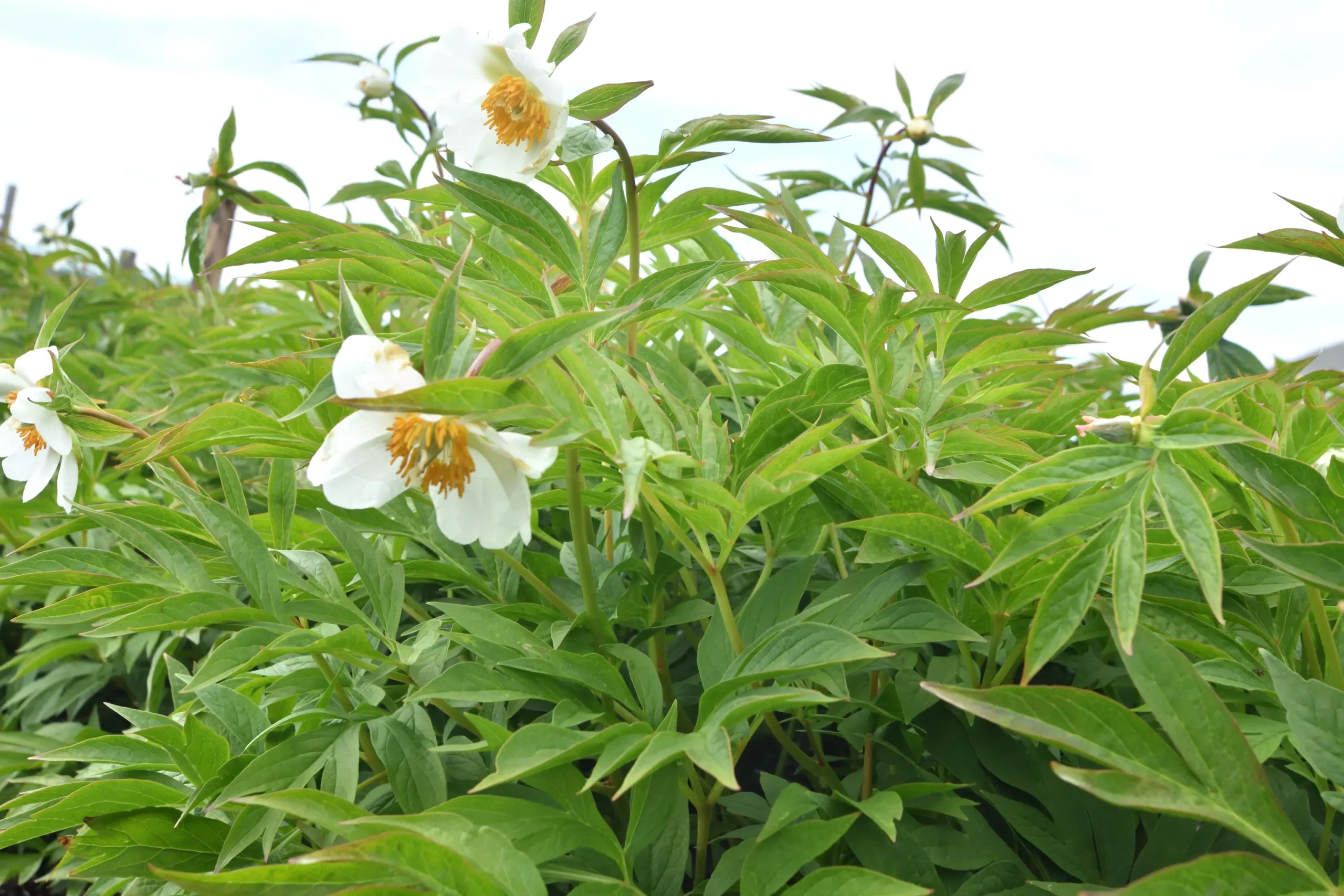 Early Windflower - Image 6
