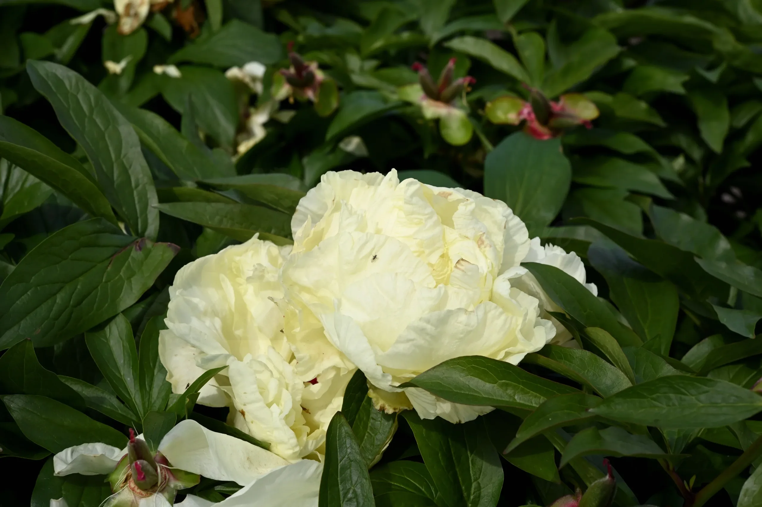 Sunny Girl - Image 12