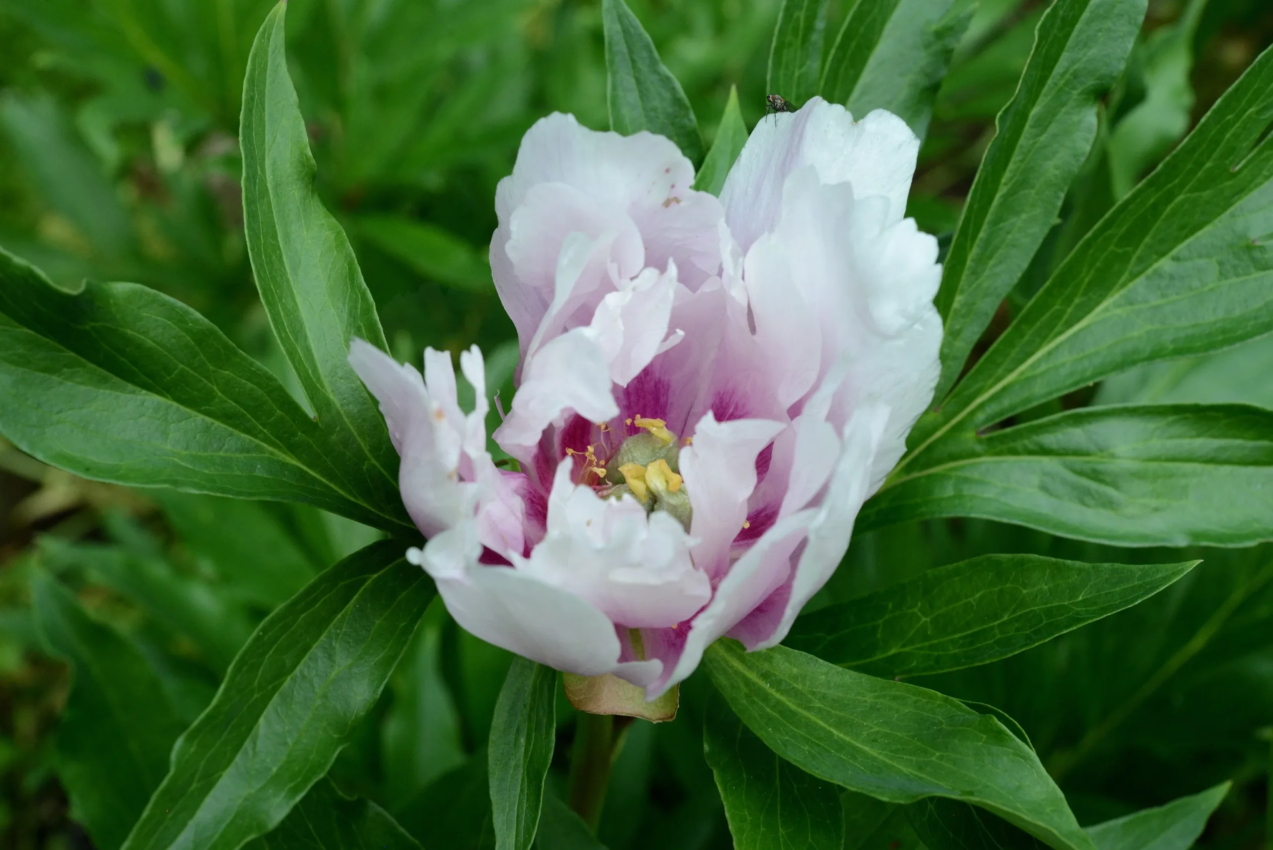 Ballarena de Saval - Image 3