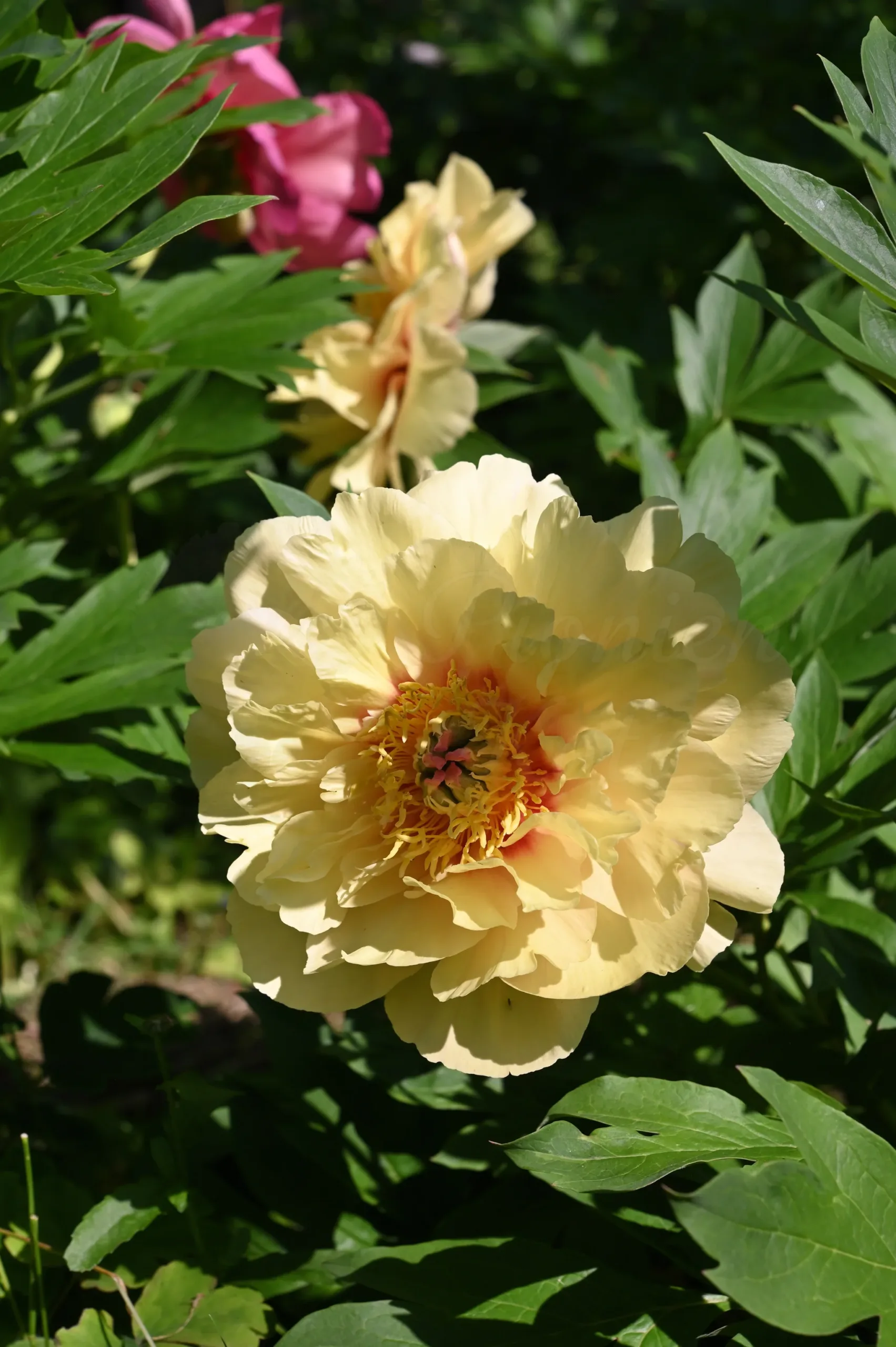 Garden Treasure - Image 5