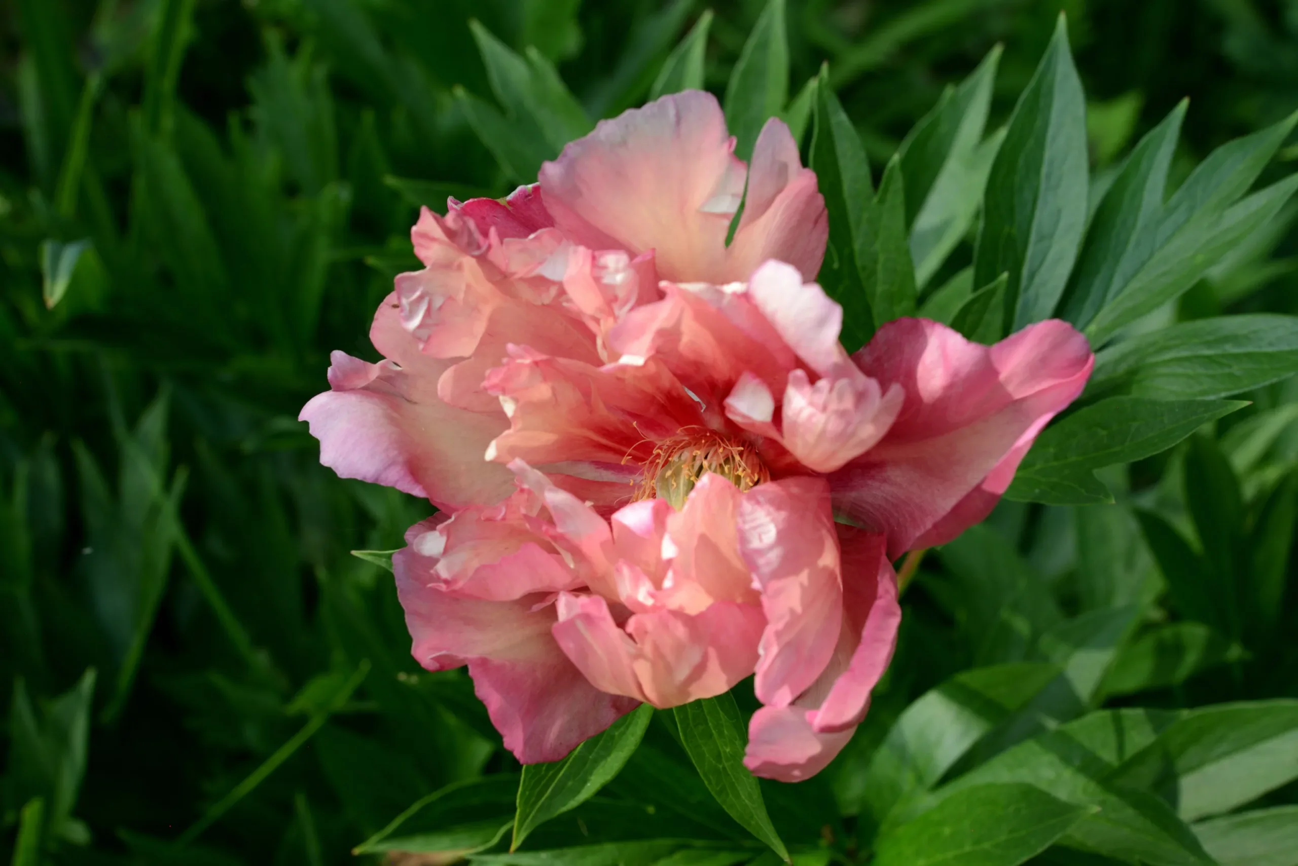 Kopper Kettle - Image 6