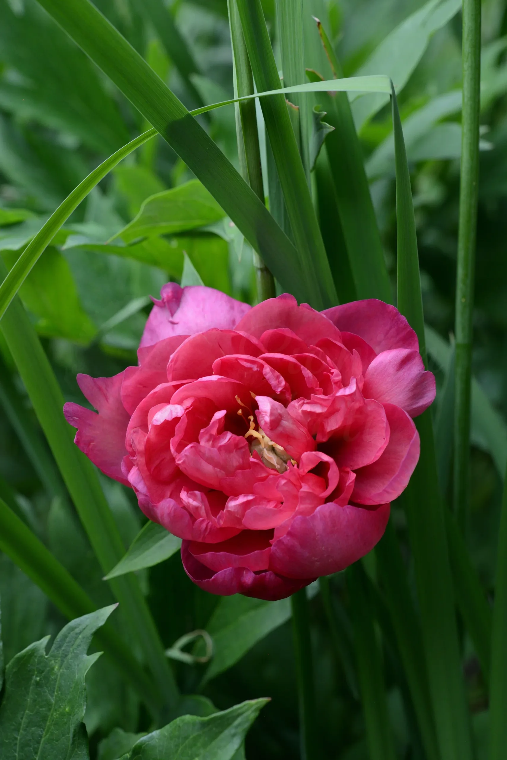 Magical Mystery Tour - Image 12