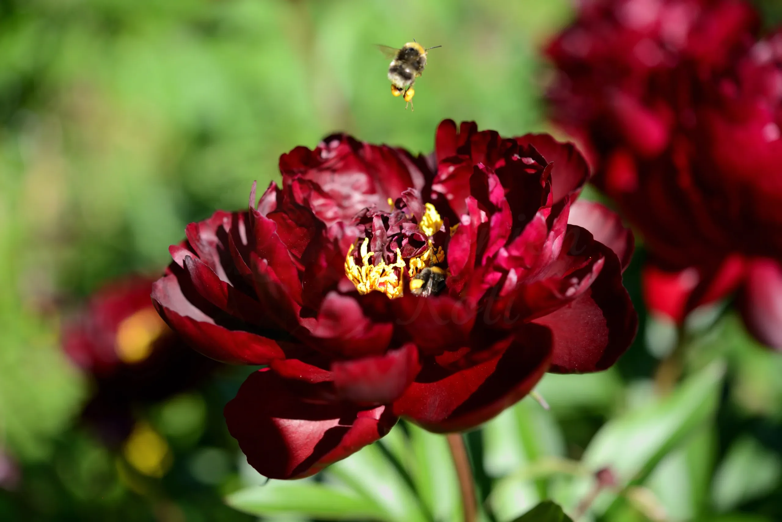 Peter Brand - Image 10