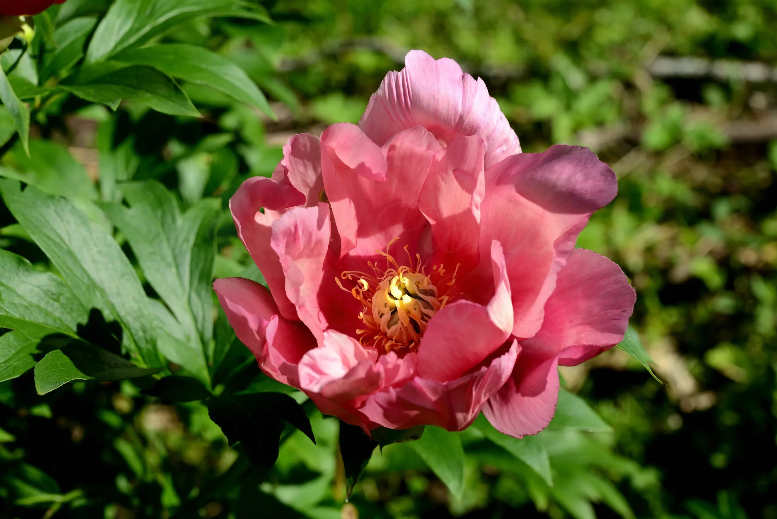 Strawberry Creme Brulee