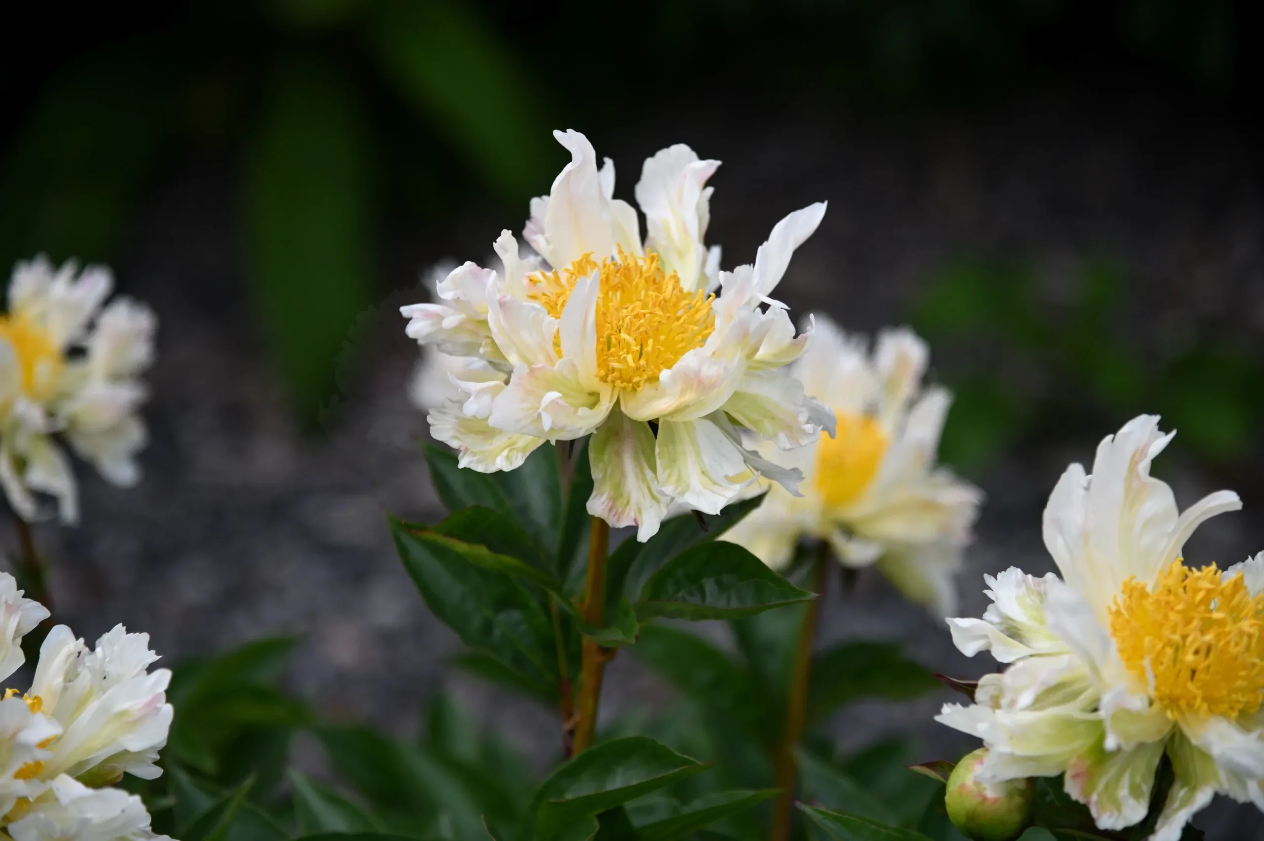 Green Lotus - Image 8