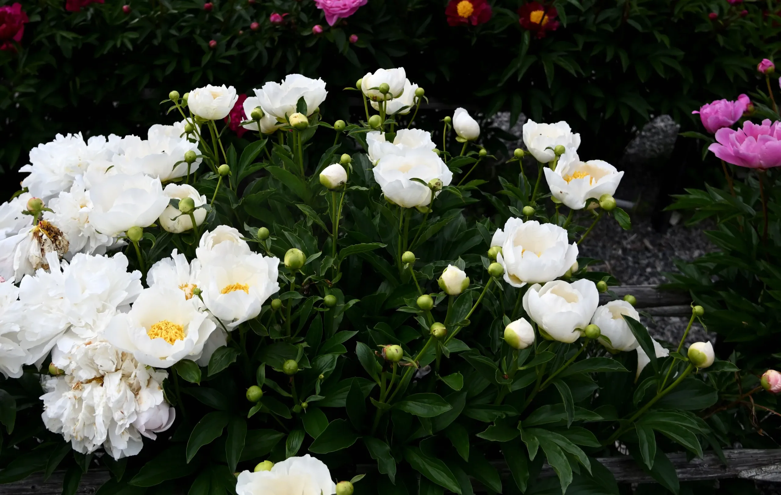 Jan van Leeuwen - Image 13