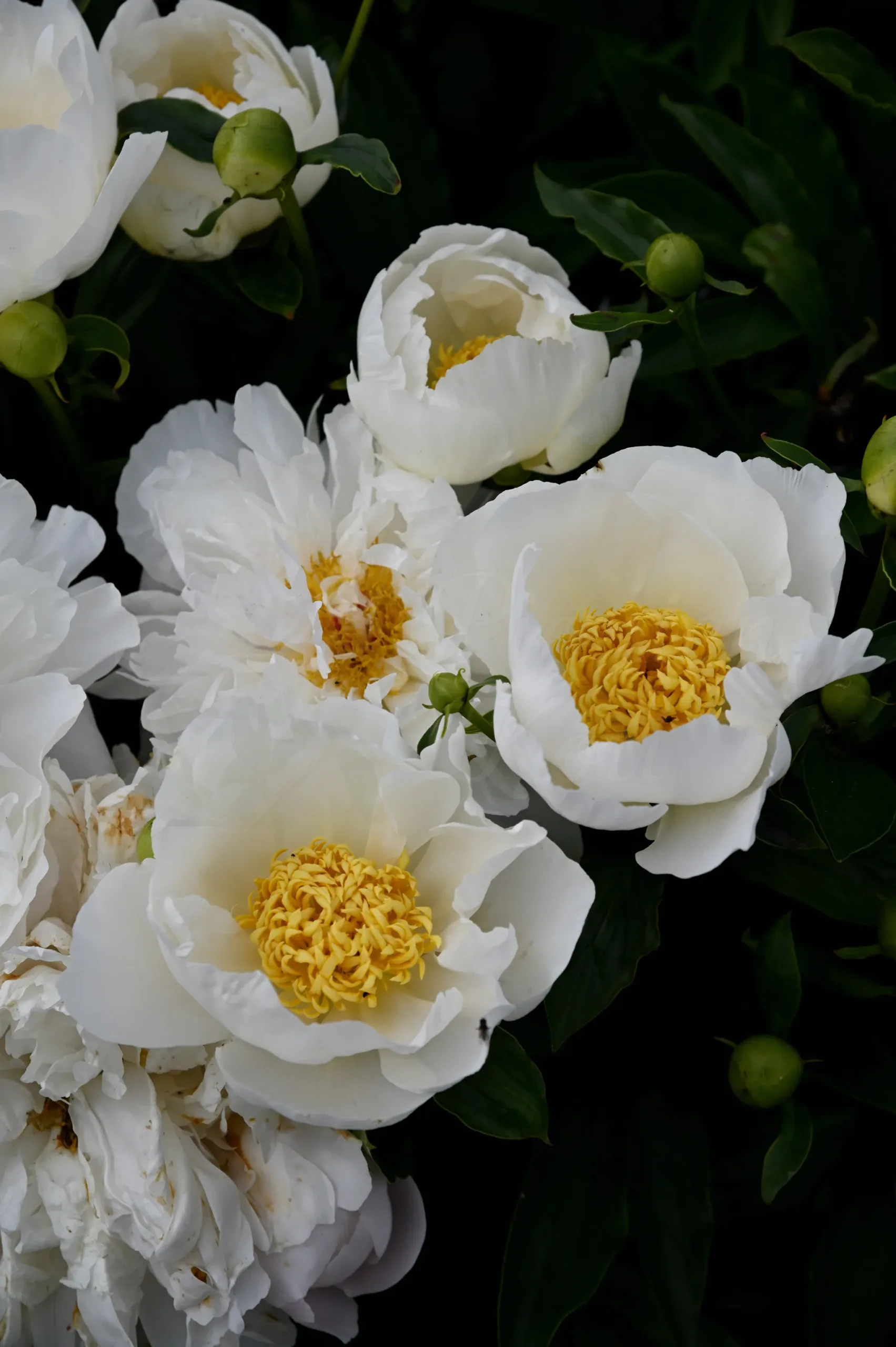 Jan van Leeuwen - Image 11