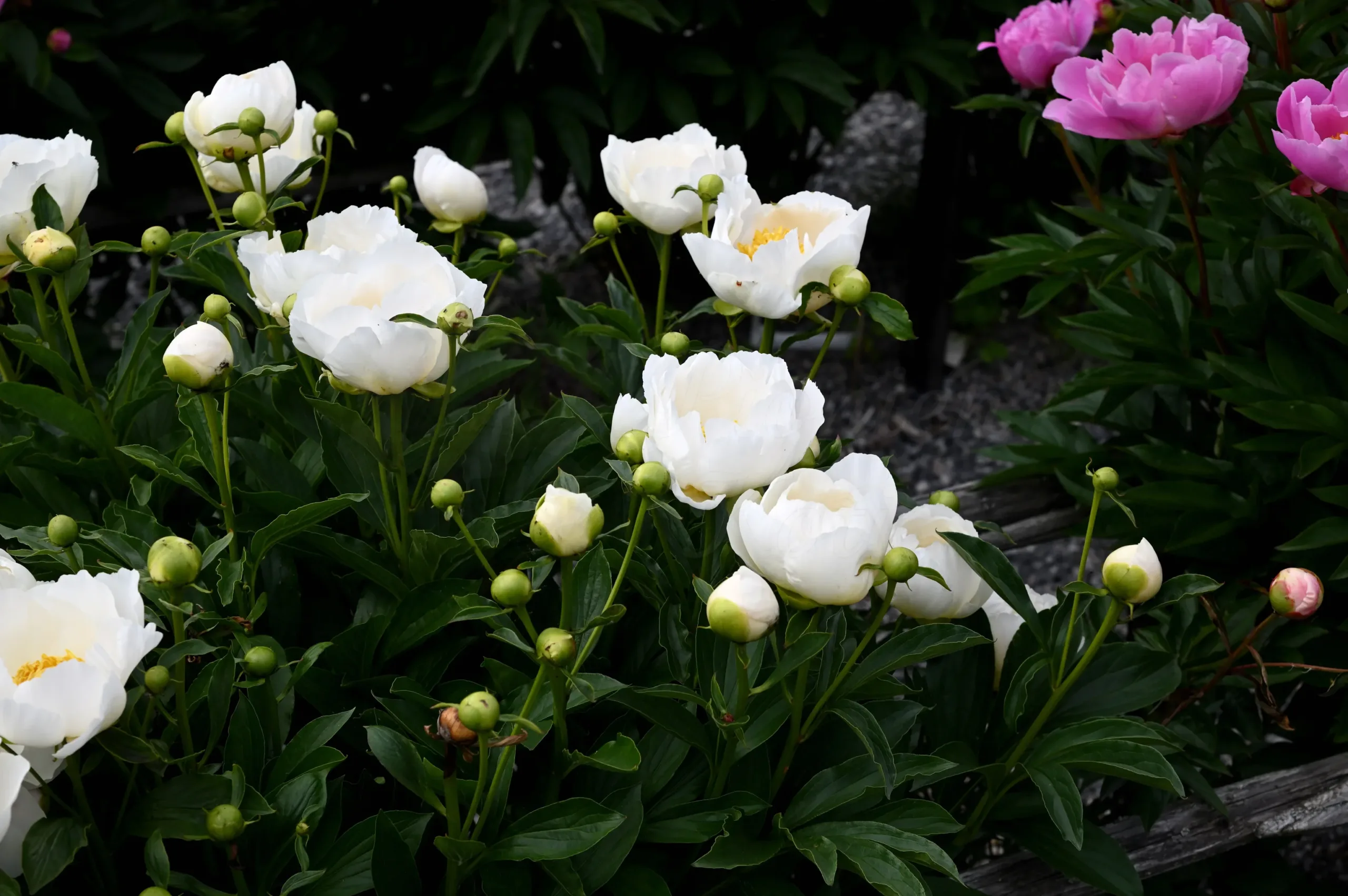 Jan van Leeuwen - Image 14