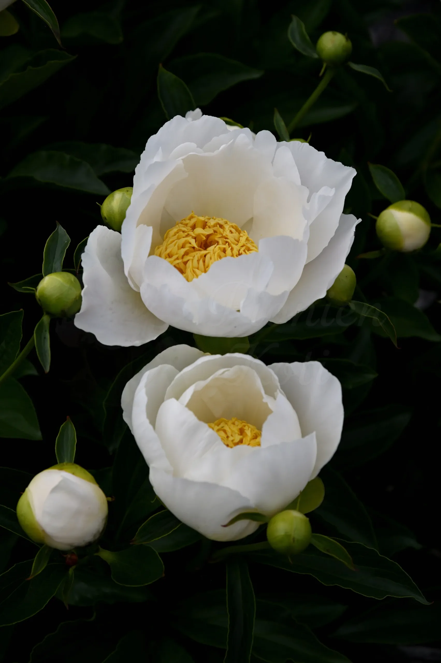 Jan van Leeuwen - Image 12