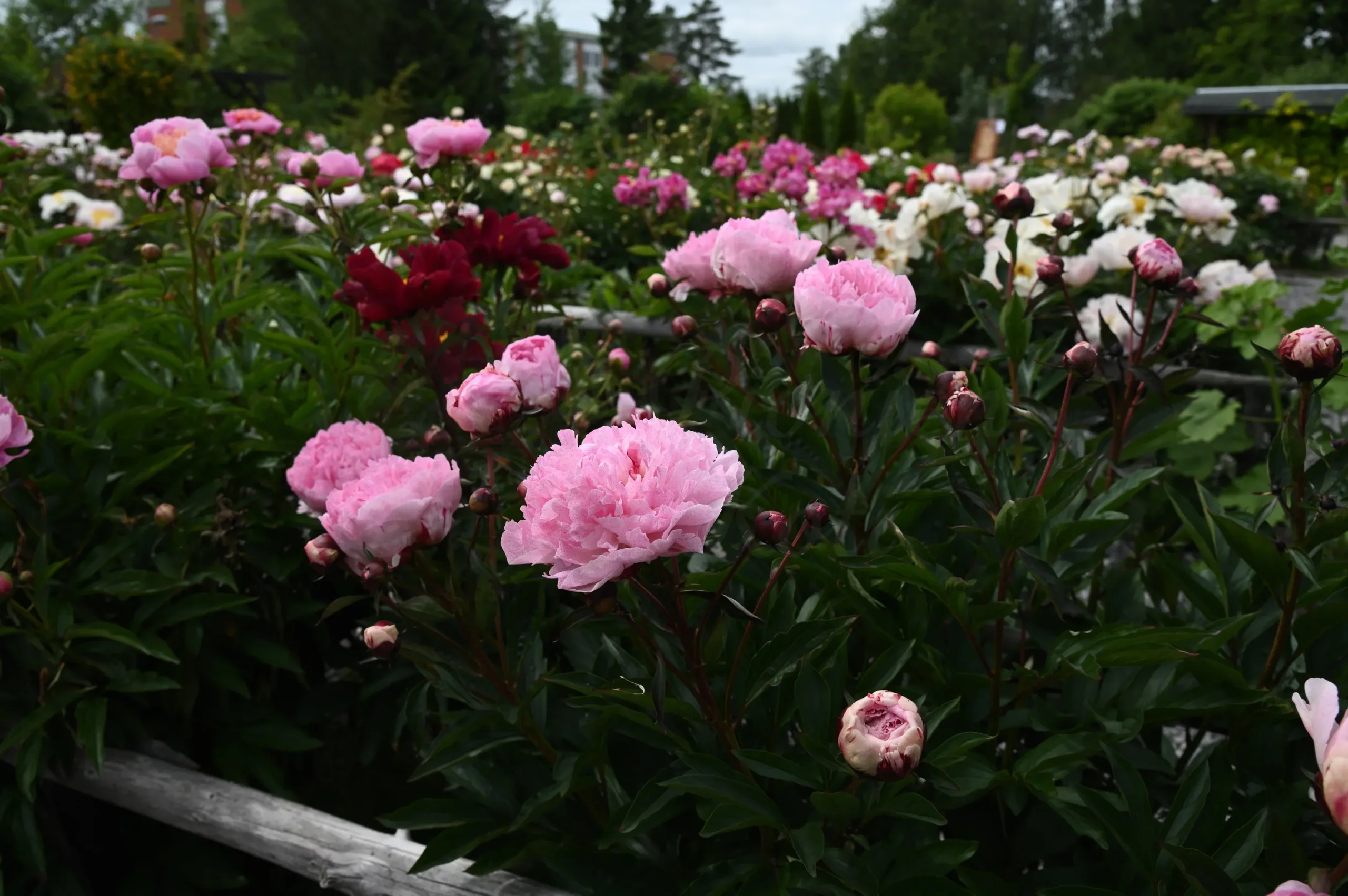 Pietertje Vriend Wagenaar - Image 7