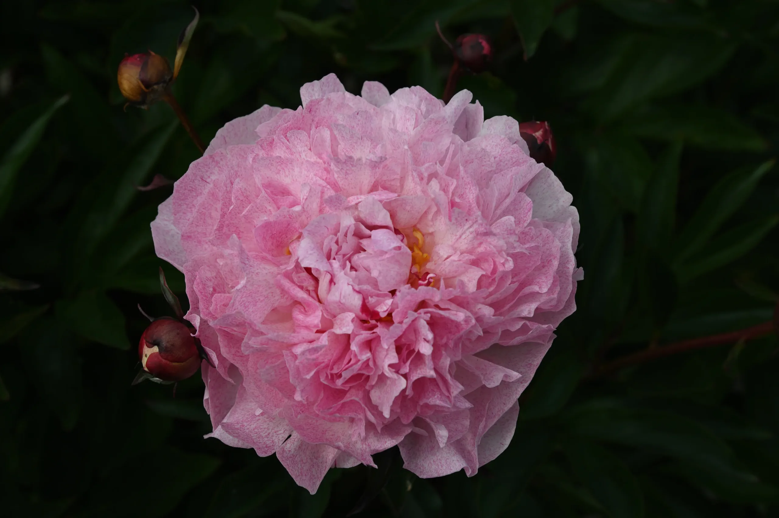 Pietertje Vriend Wagenaar