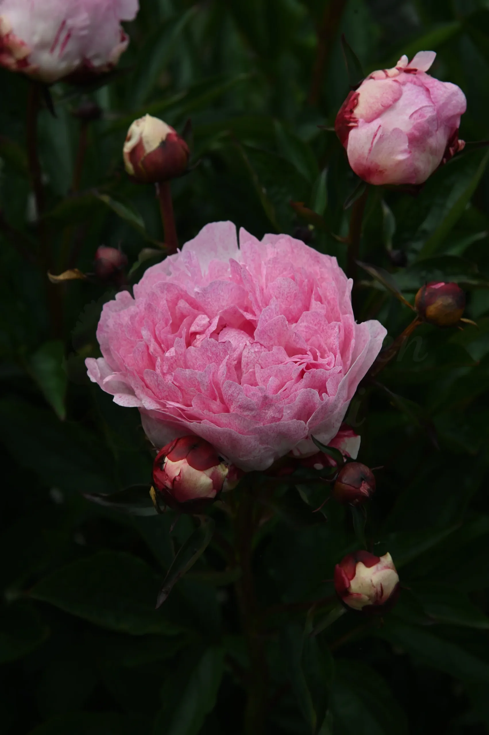 Pietertje Vriend Wagenaar - Image 8