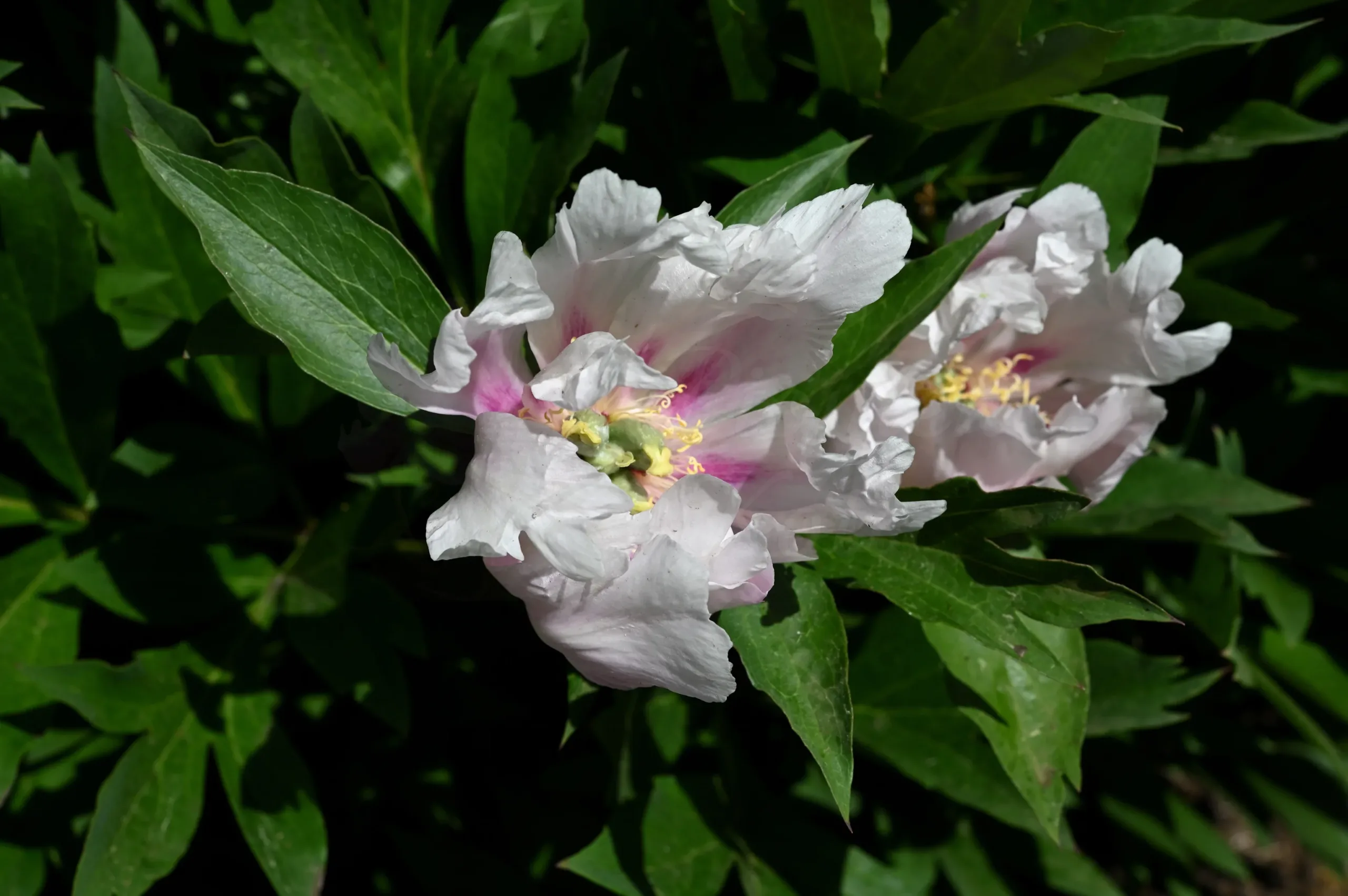 Ballarena de Saval - Image 4