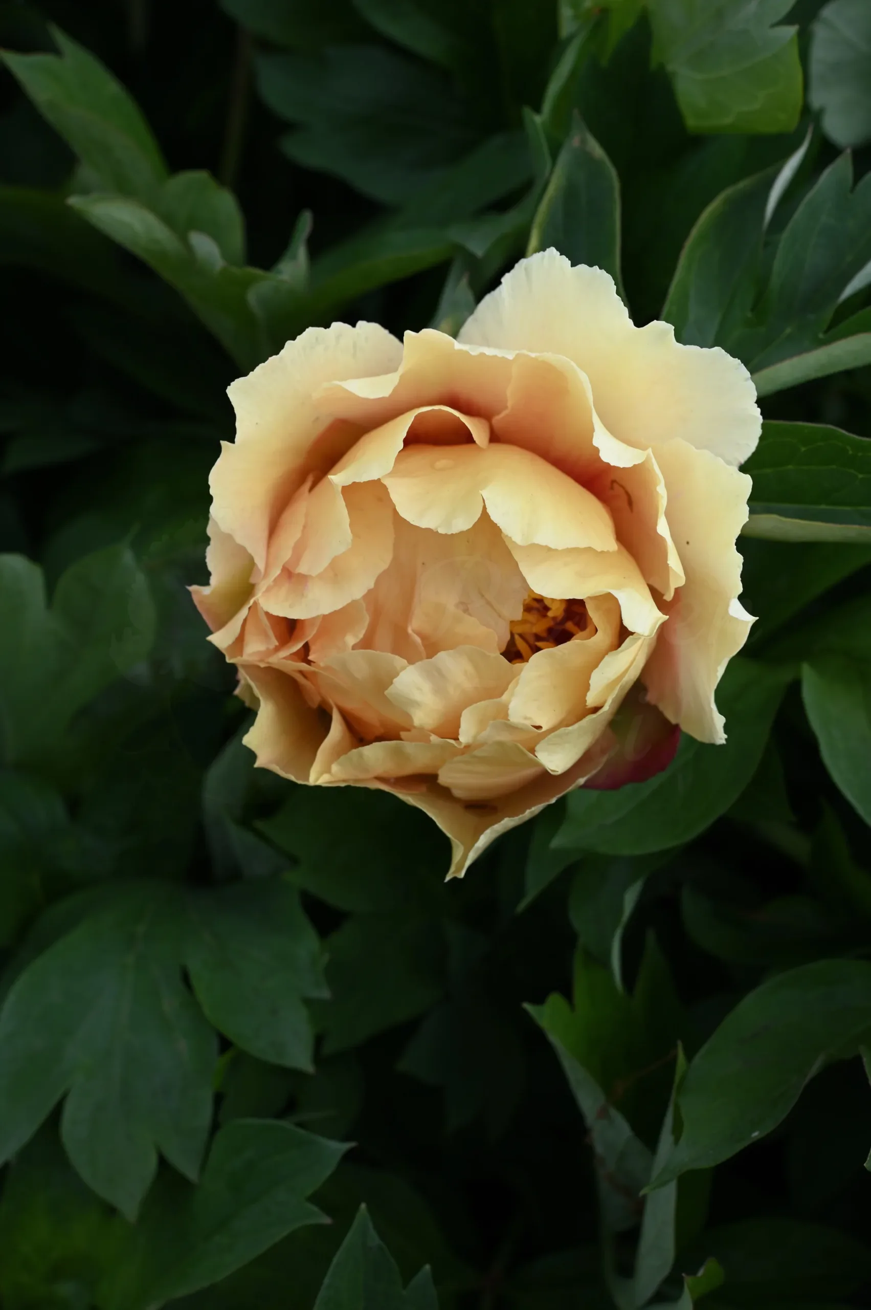 Garden Treasure - Image 4