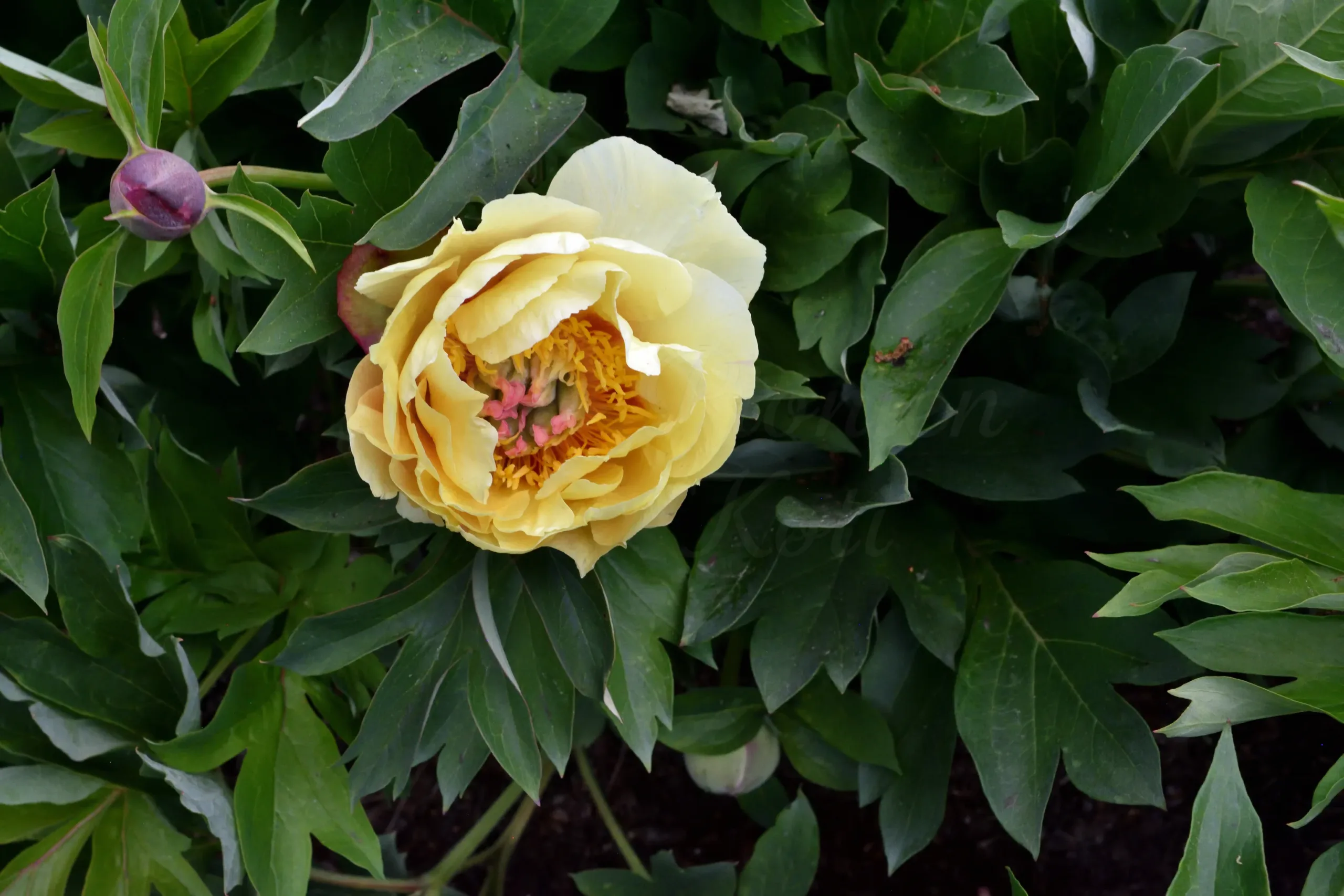 Garden Treasure - Image 3